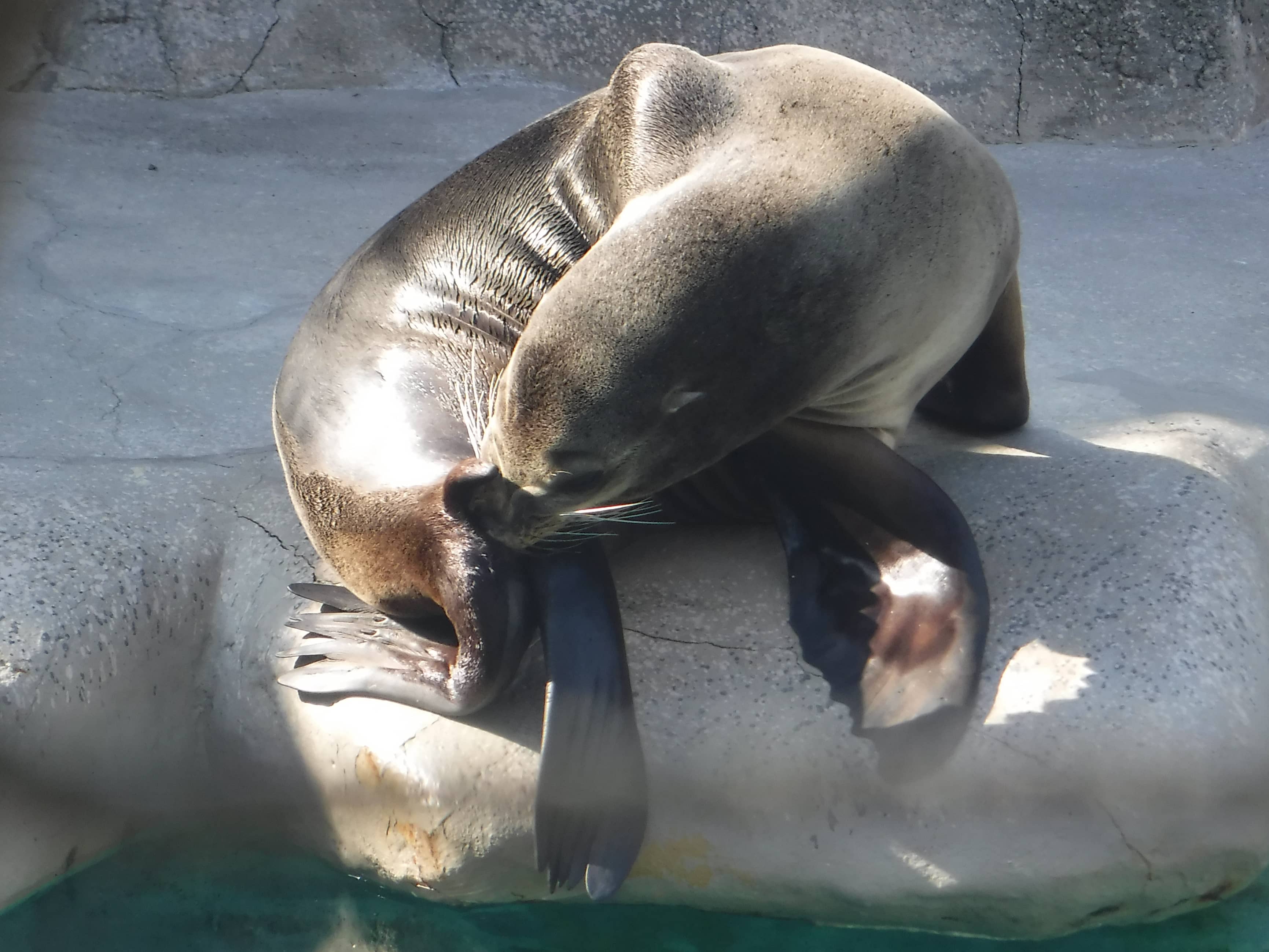 Marine Mammals