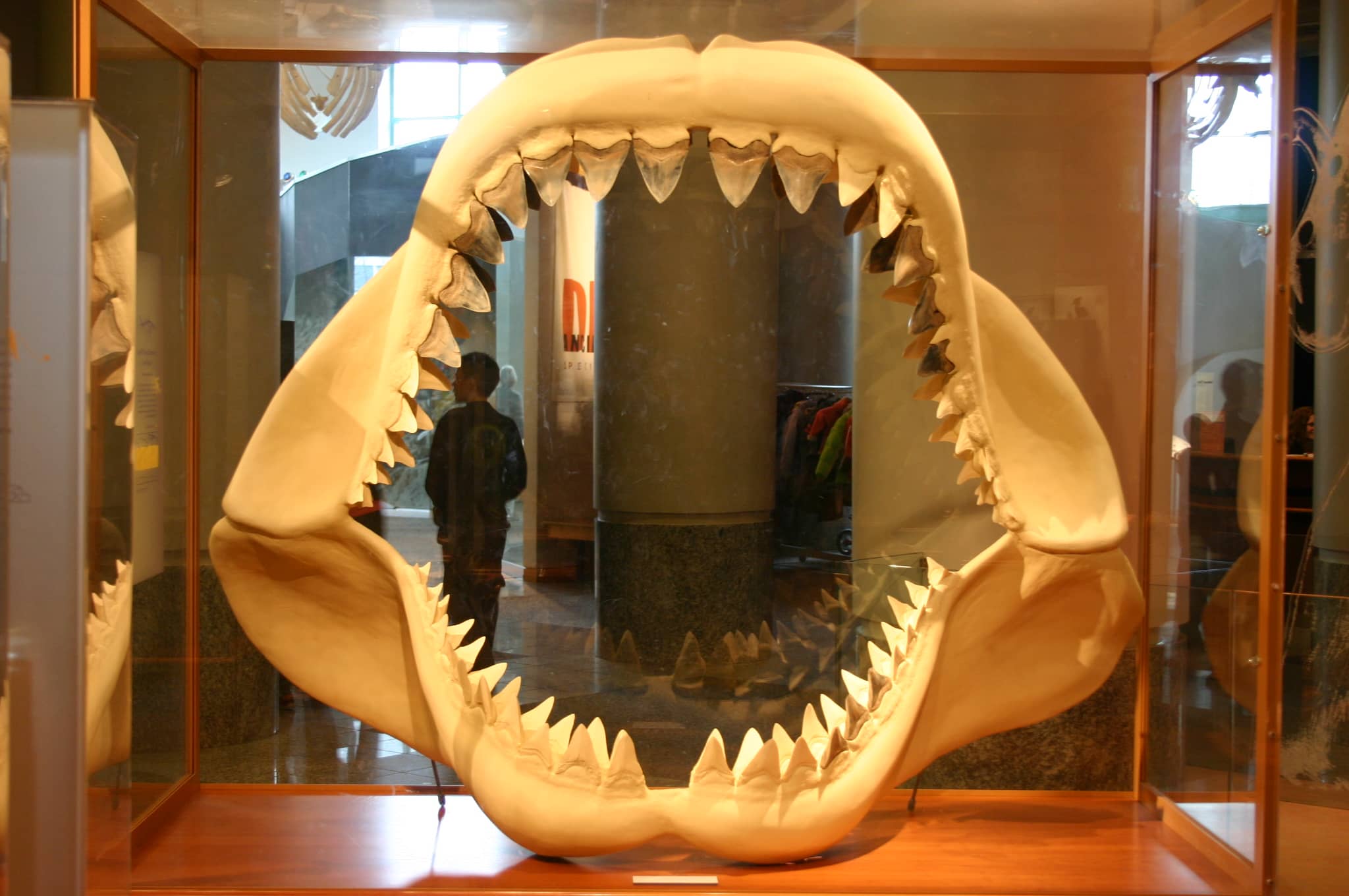Megalodon Teeth