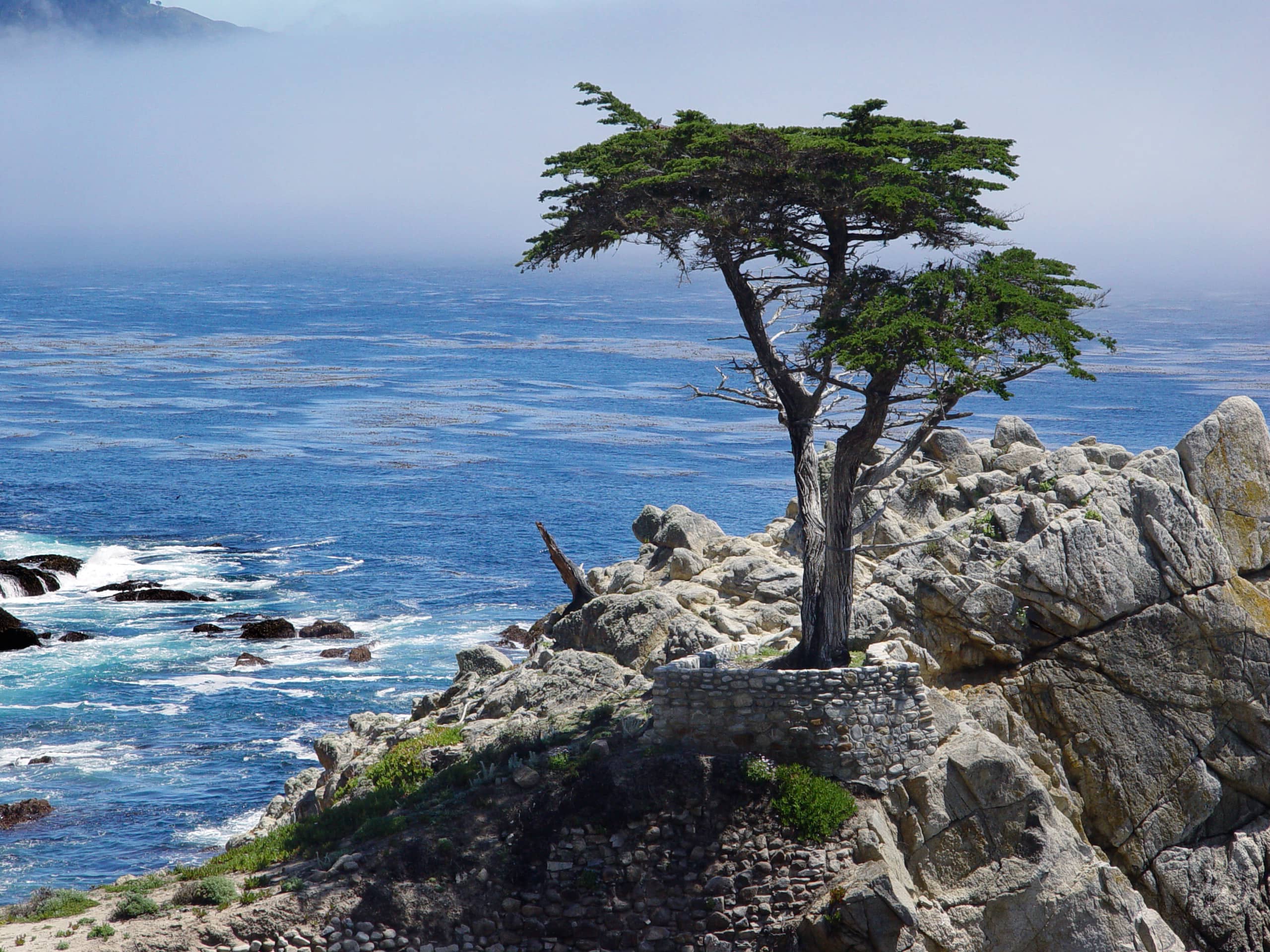 Coastal Cypress Trees