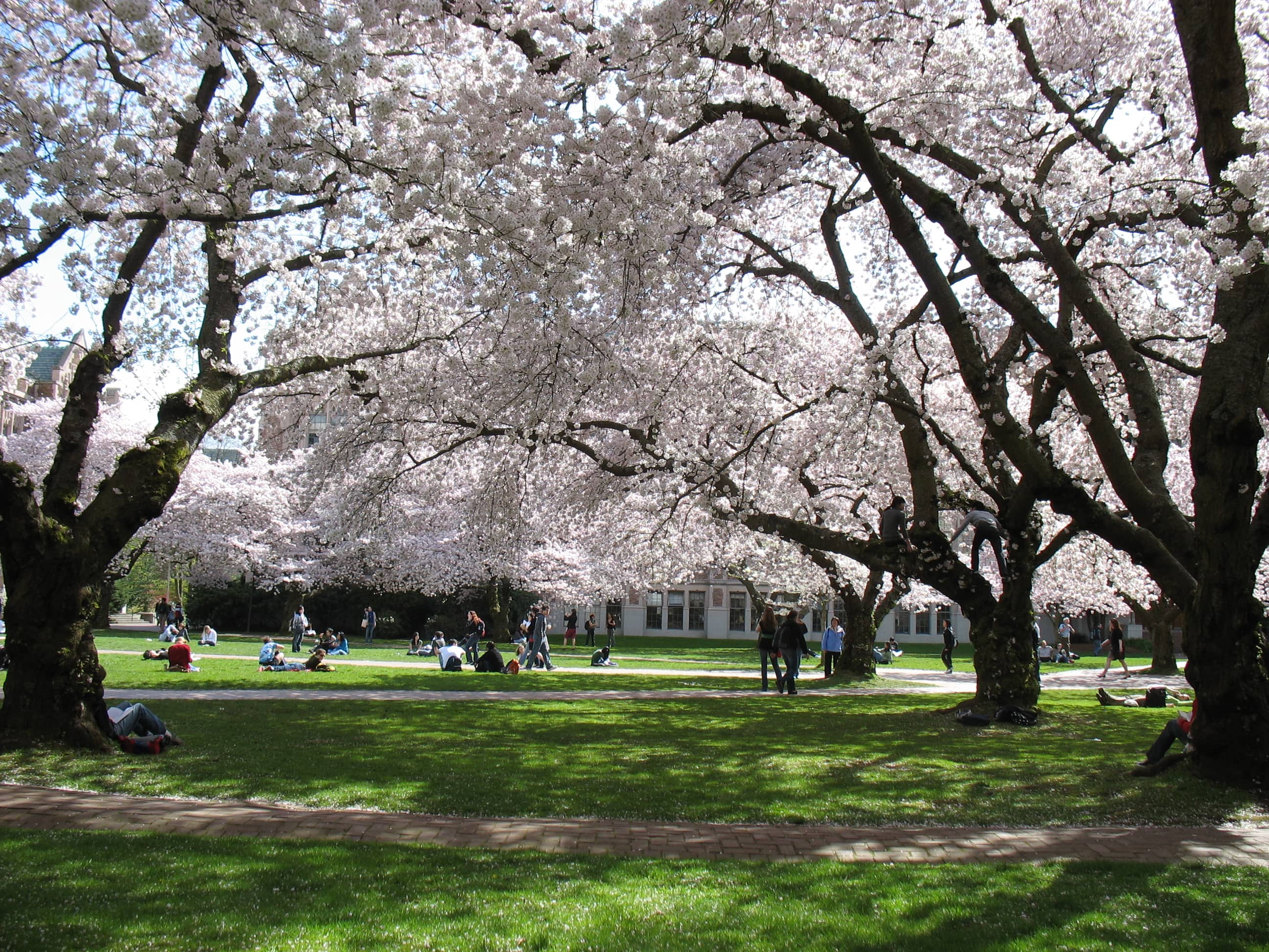 Cherry Blossom Blooms