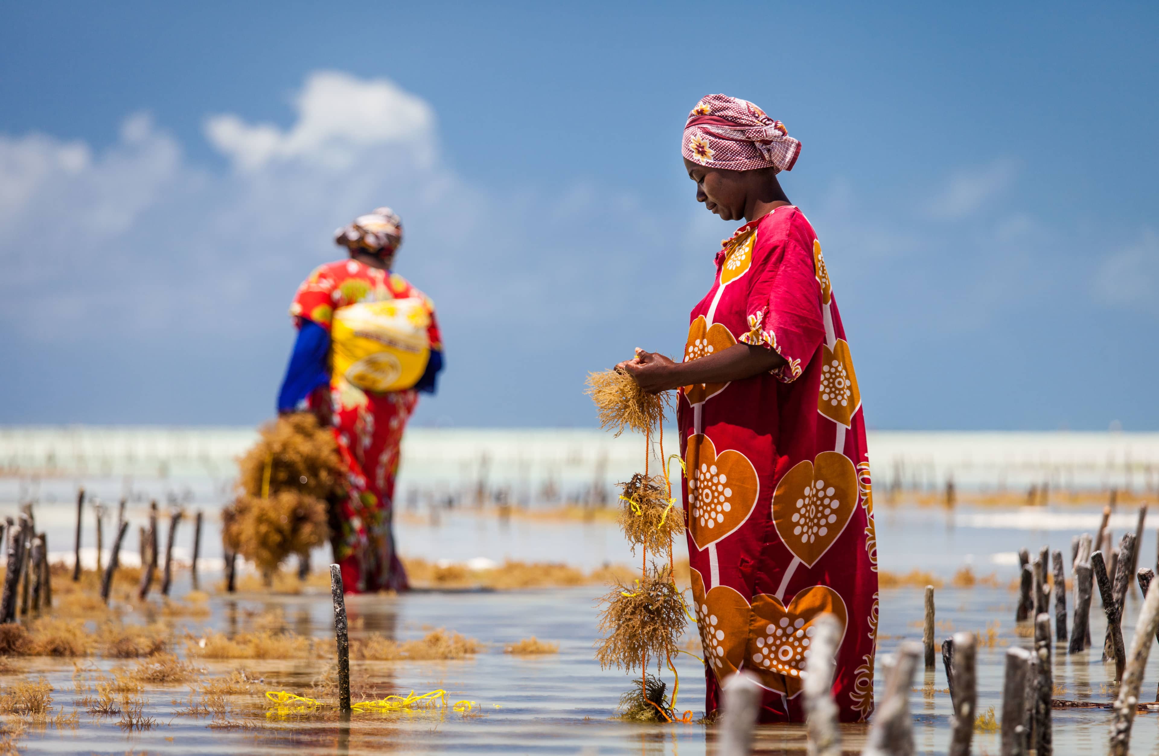 Seaweed Farming