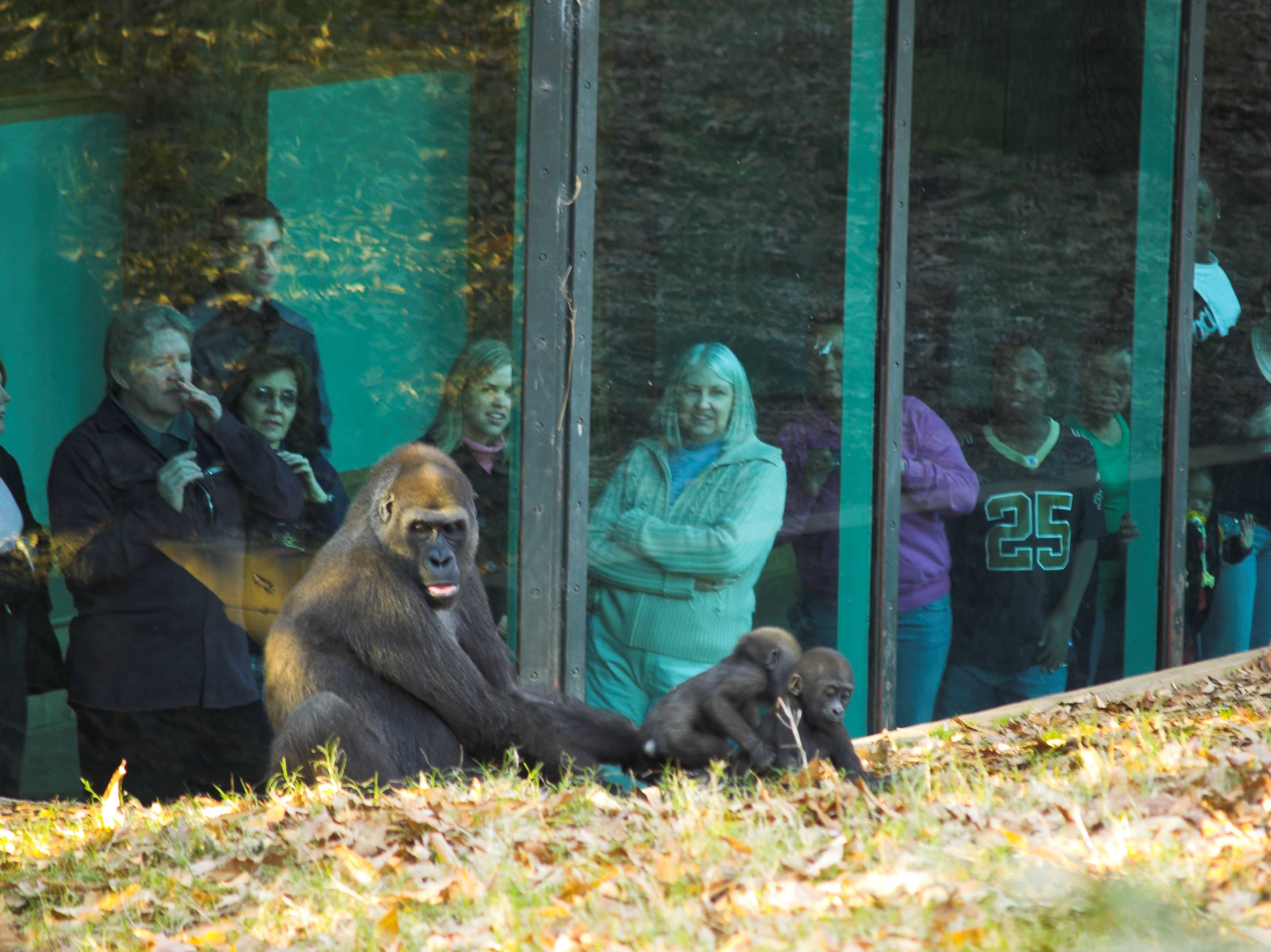 Gorilla Habitat