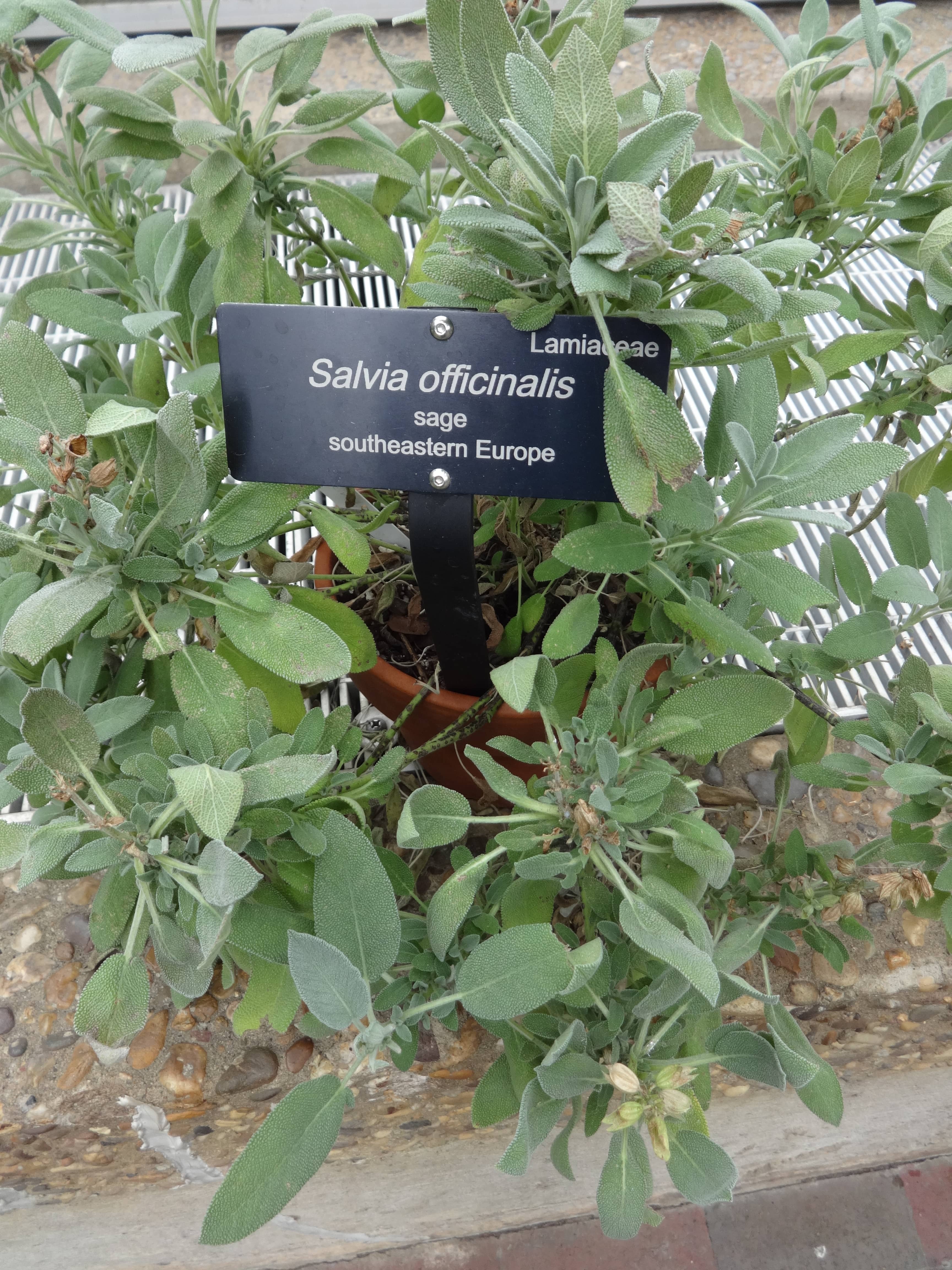 Medicinal Plant Collection