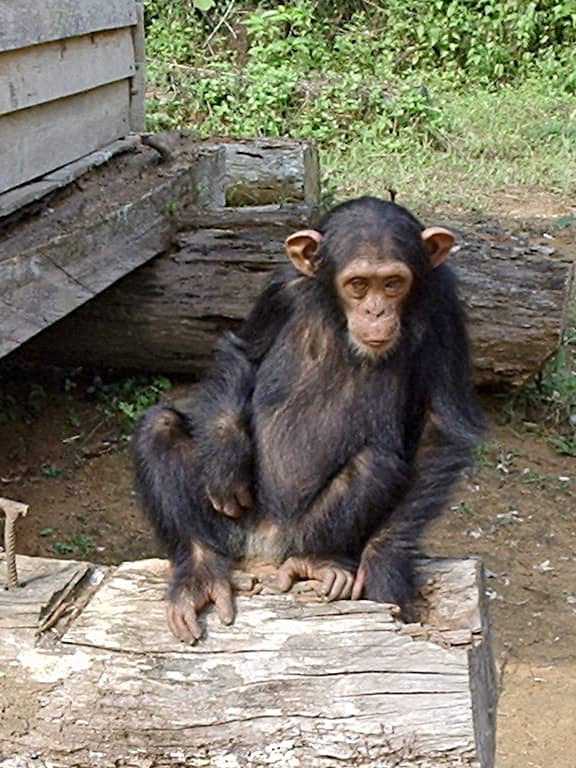 Monkey Encounters