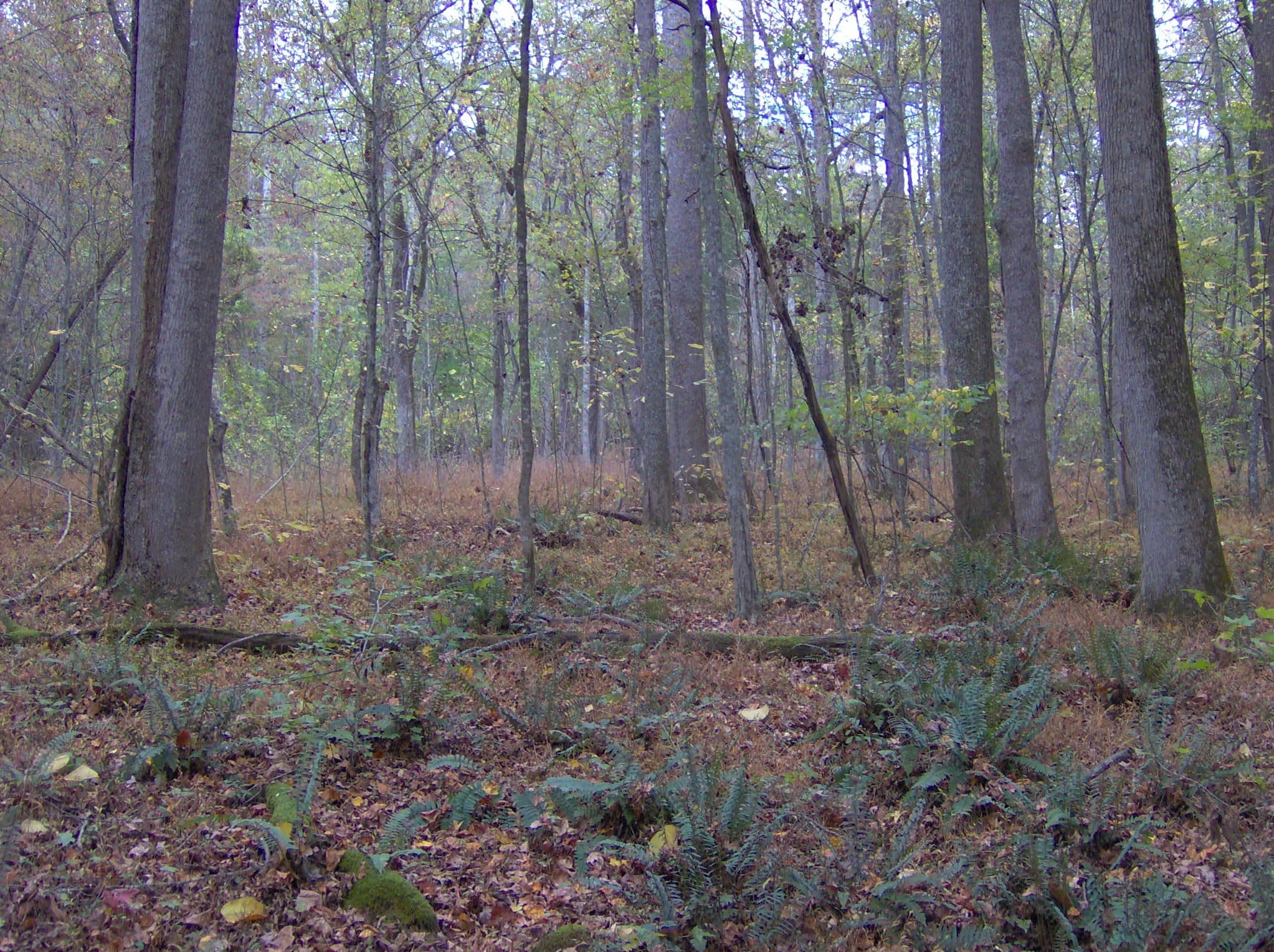 Cemetery and Ghost House Hike