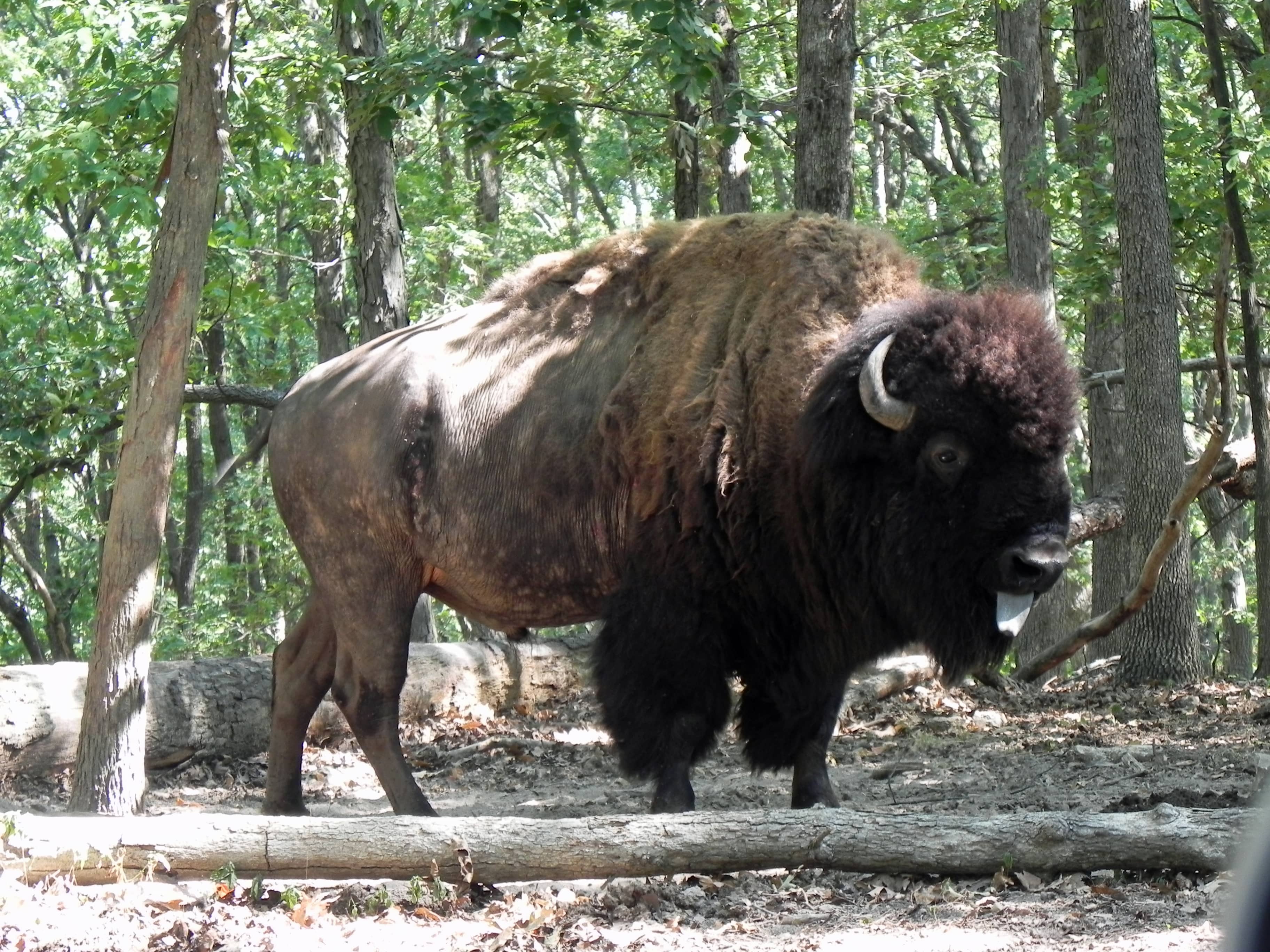 Bison Drive-Through