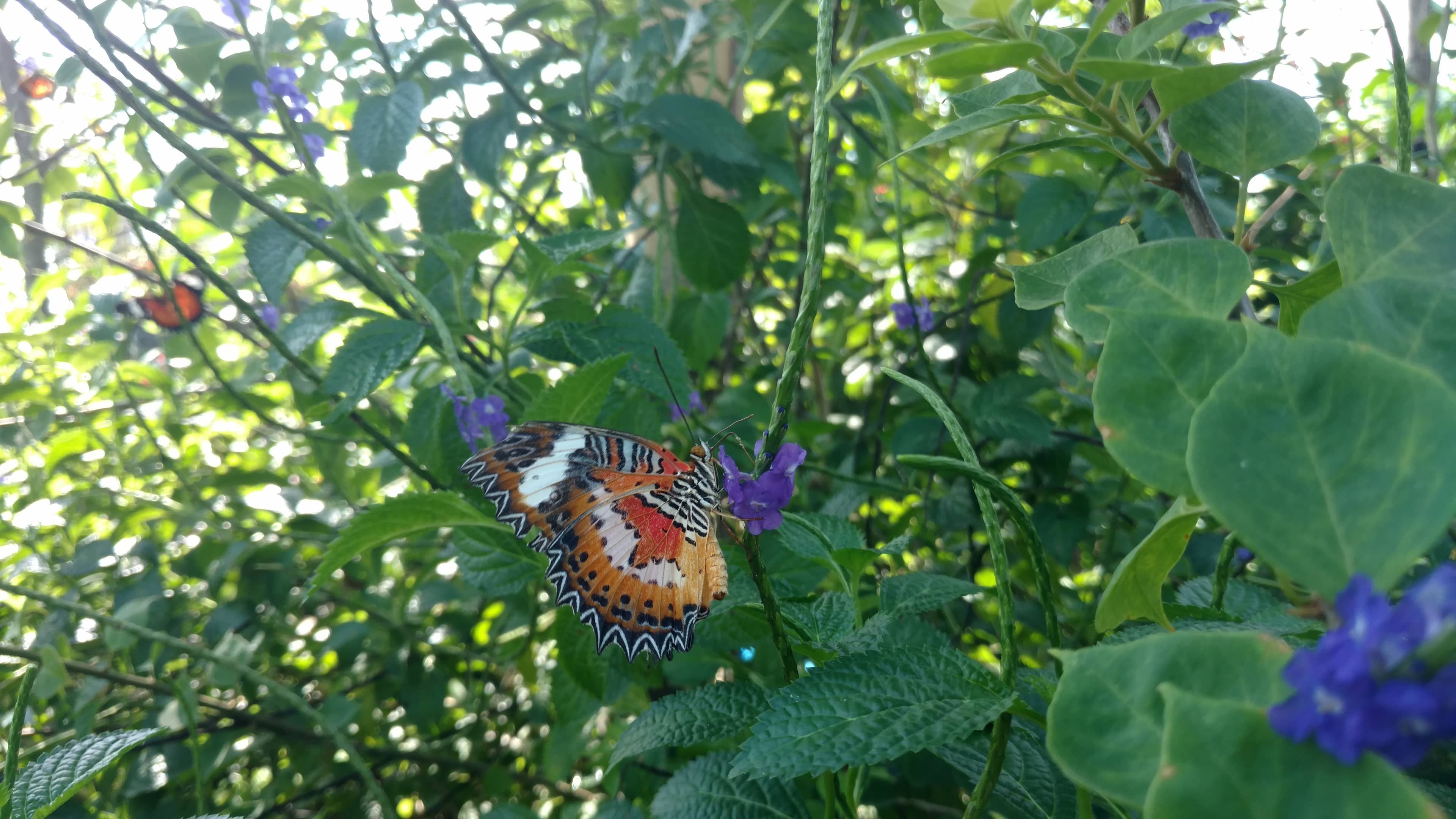 Interactive Butterfly Handling