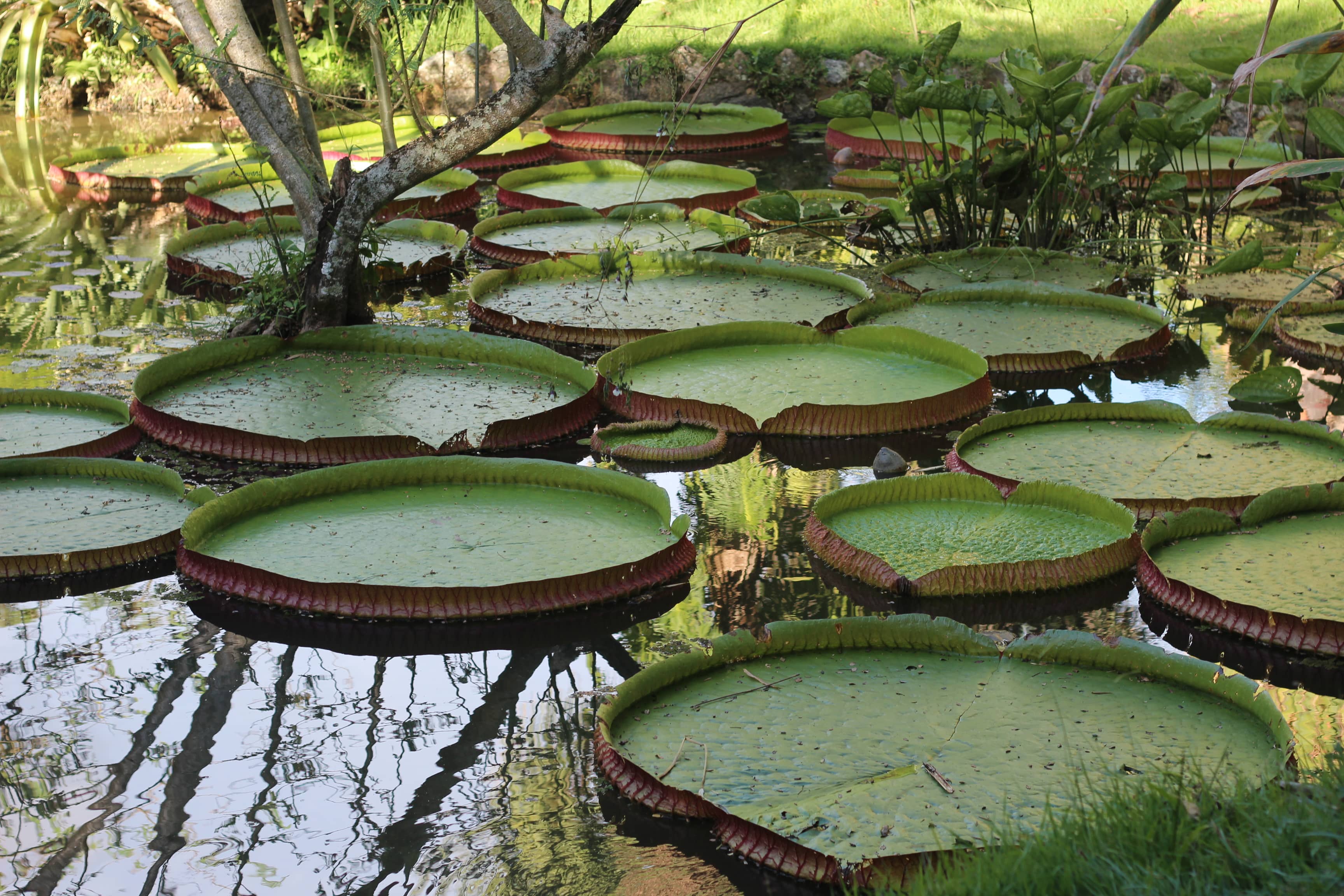 Amazonian Section