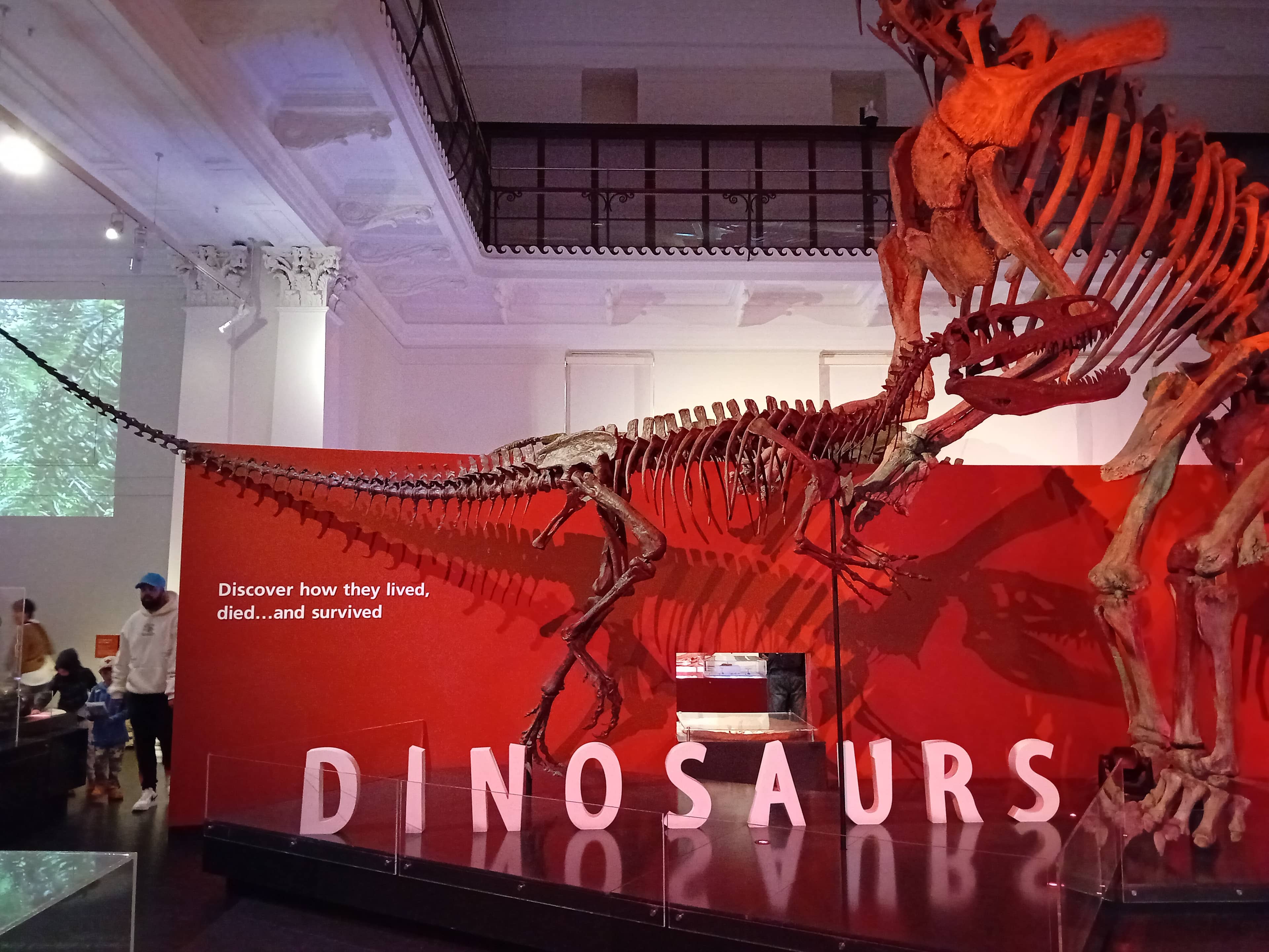 Dinosaur Skeletons