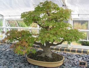Bonsai Collection