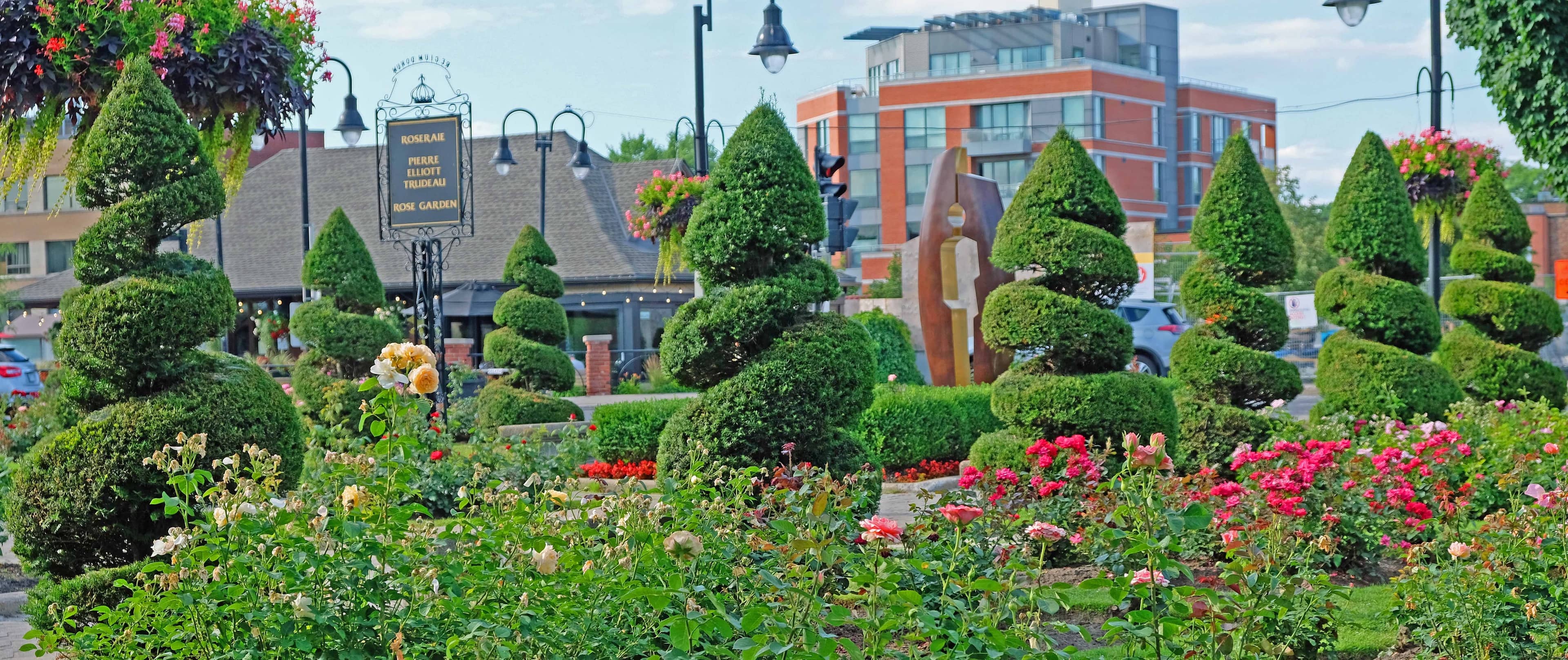 Vibrant Rose Garden