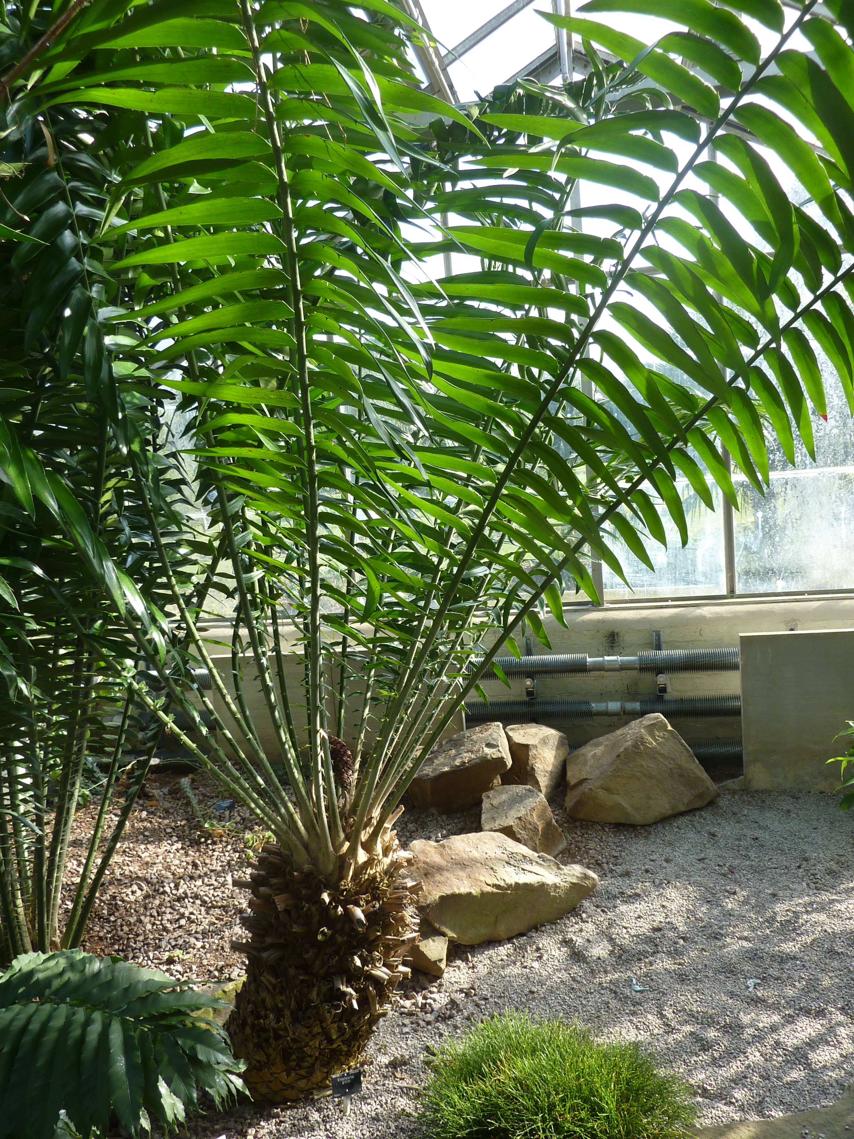 Vibrant Plant Collections