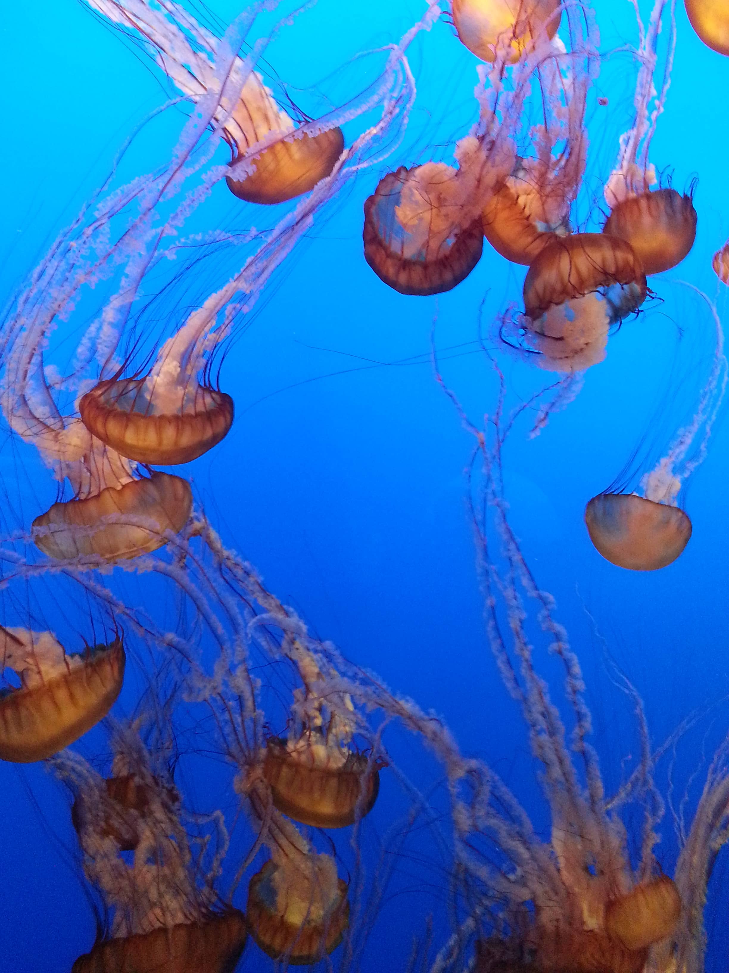 Jellyfish Gallery