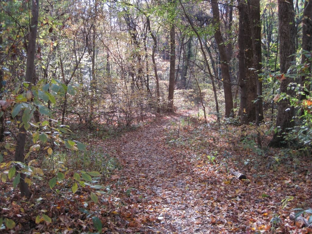 Old Forest State Natural Area