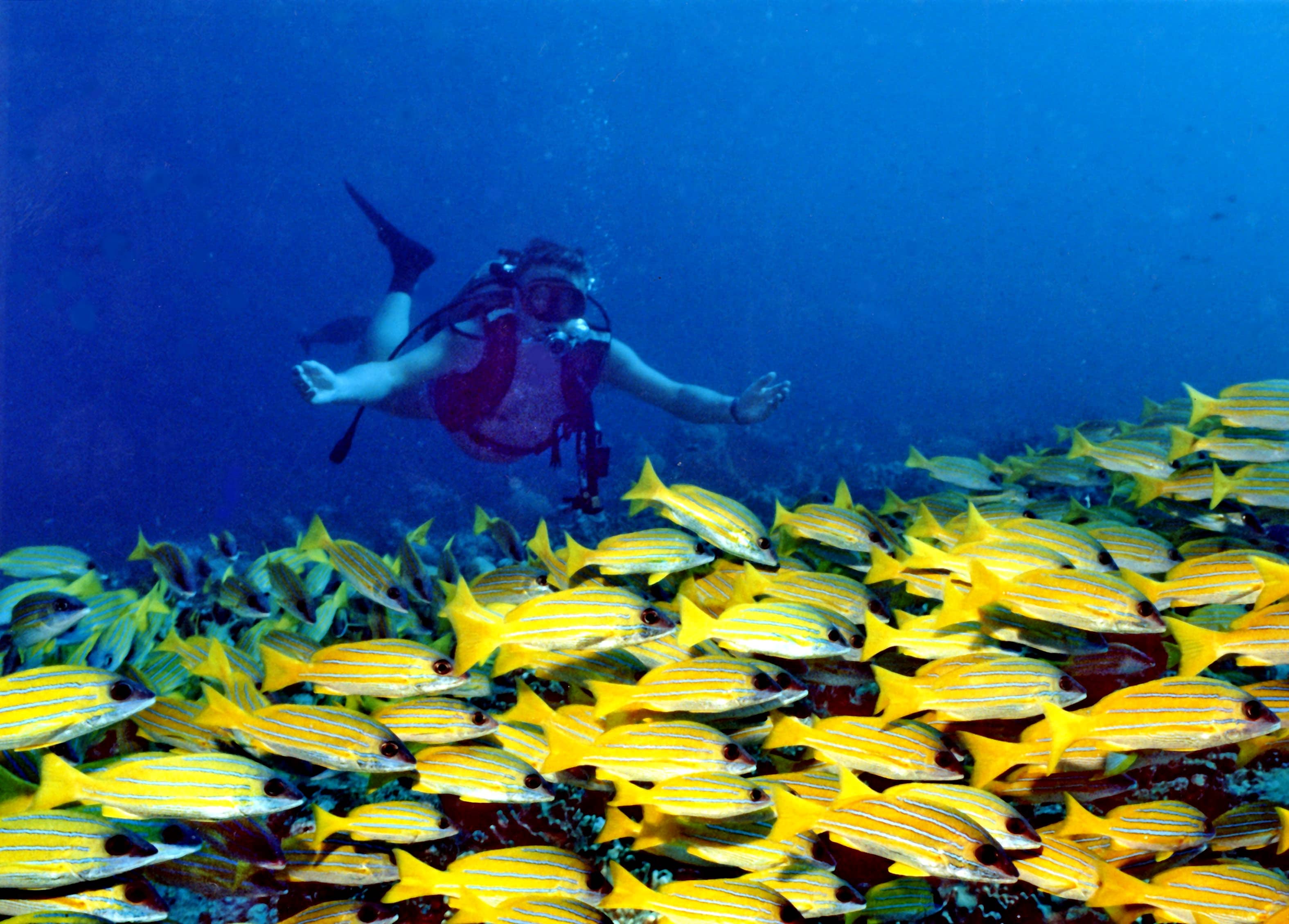 Vibrant Coral Gardens