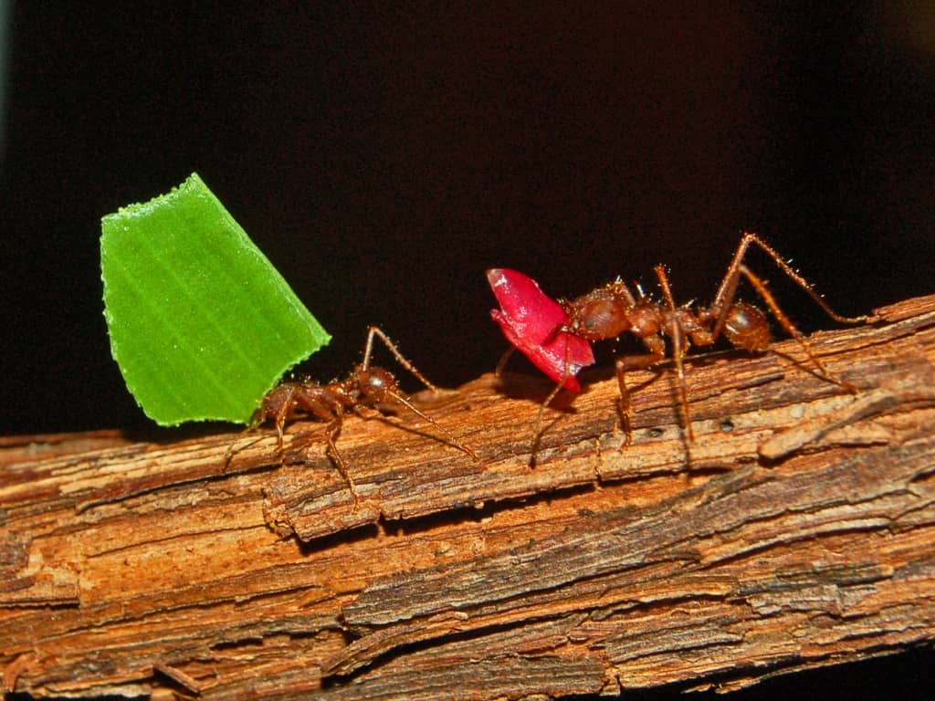 Ant Highway