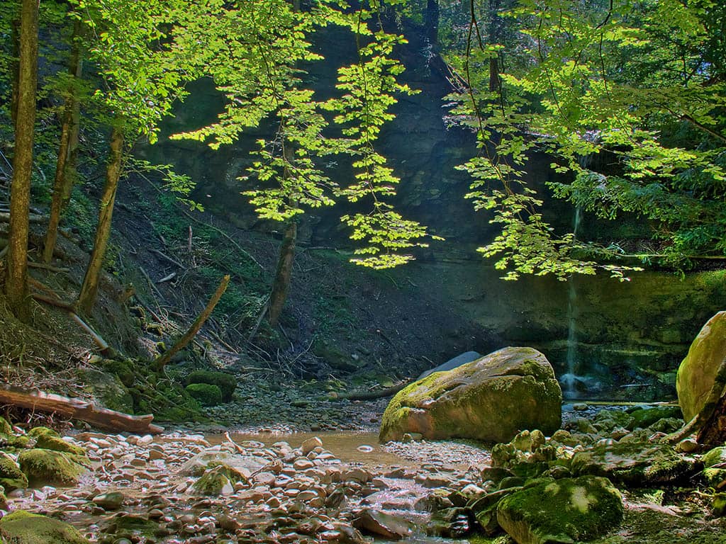 Forest Trails