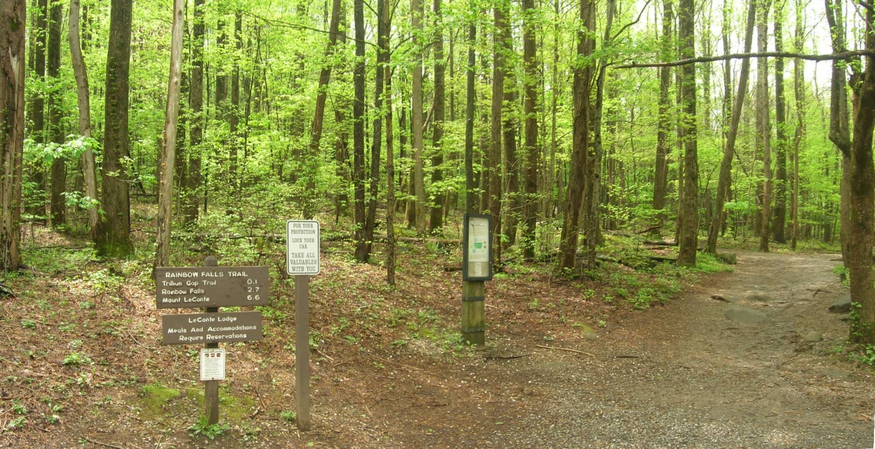 Scenic Forest Hike