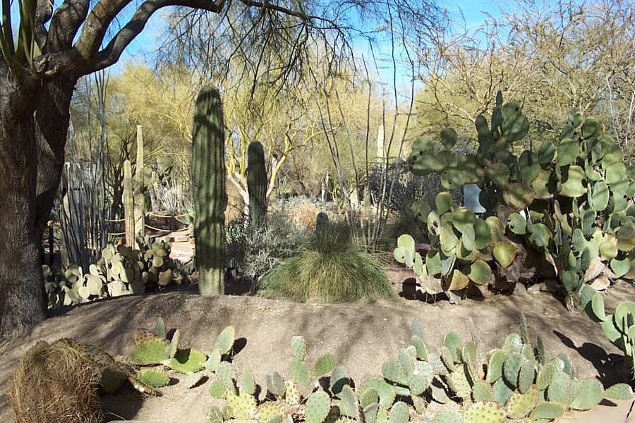 Botanical Cactus Garden