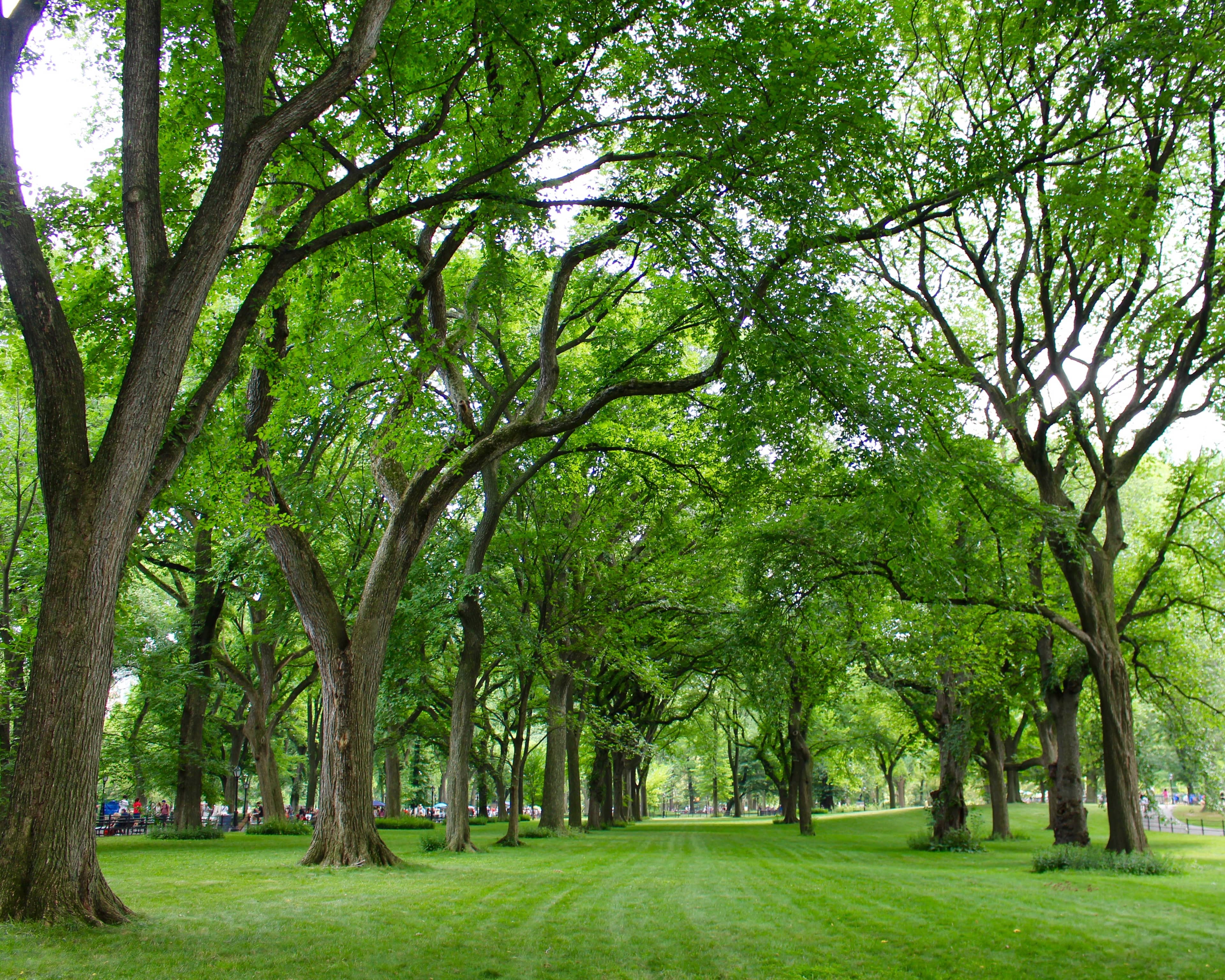 Lush Greenery