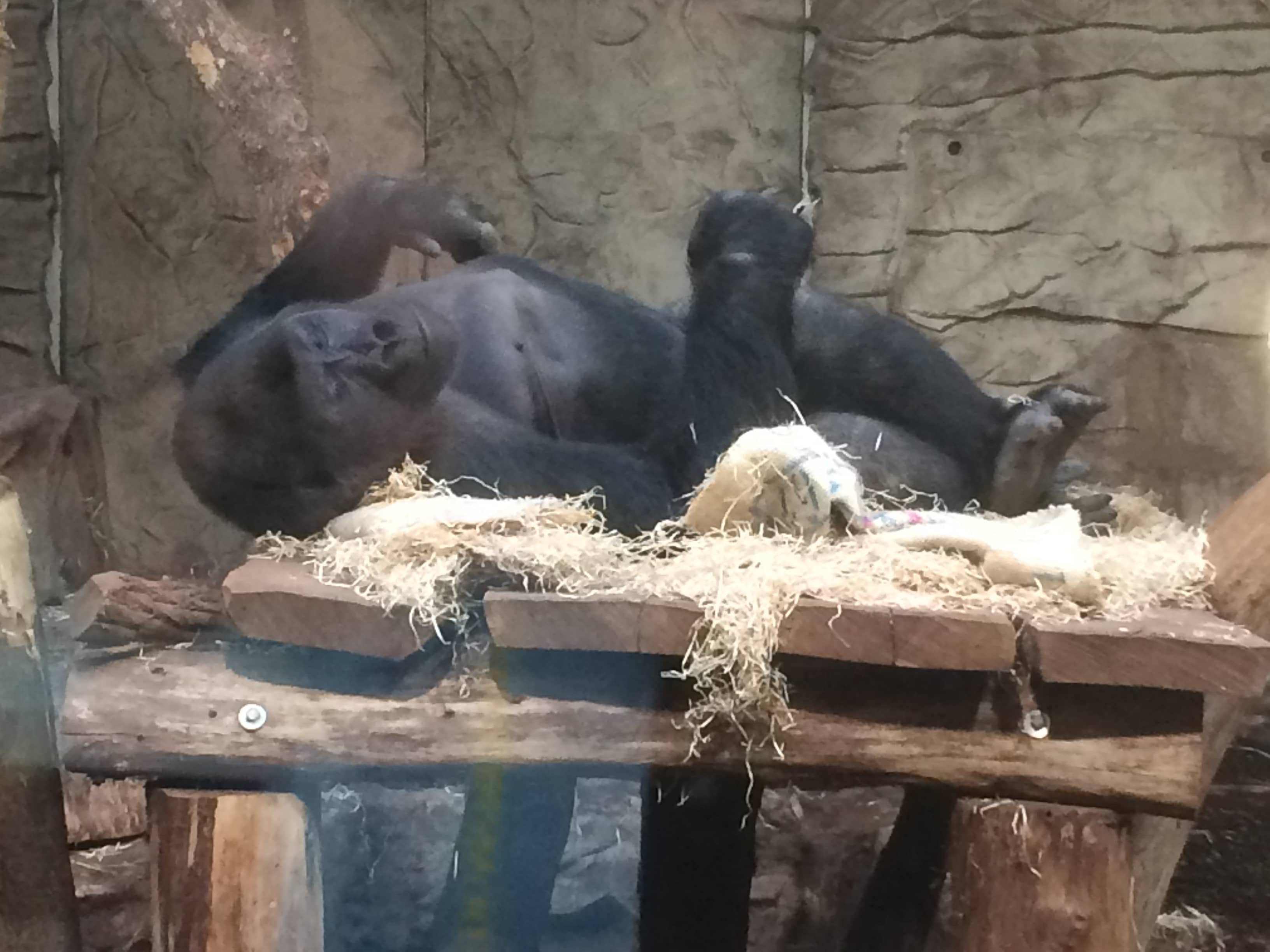 Primate Island