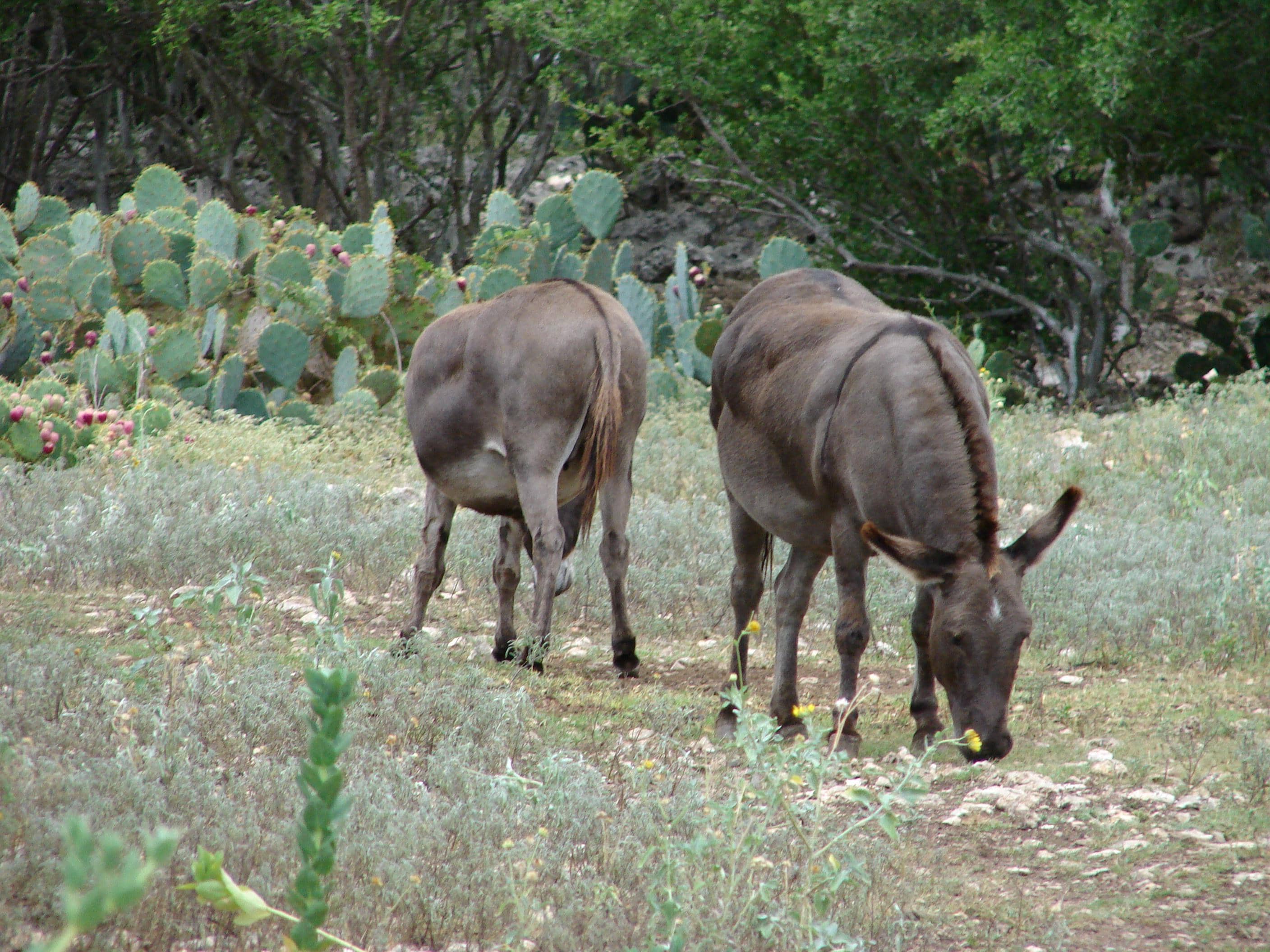 Wildlife Spotting