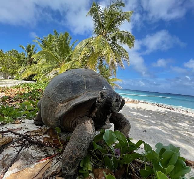 Giant Tortoise Encounters