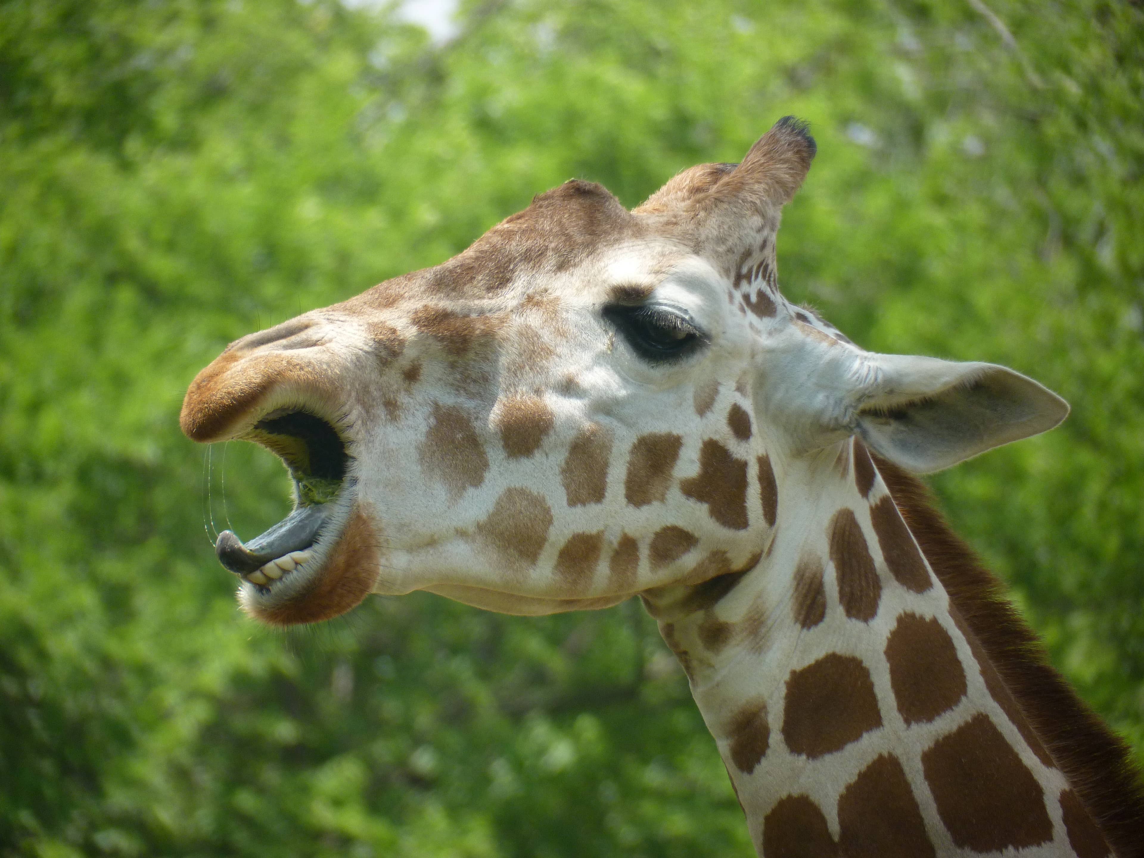 African Savanna