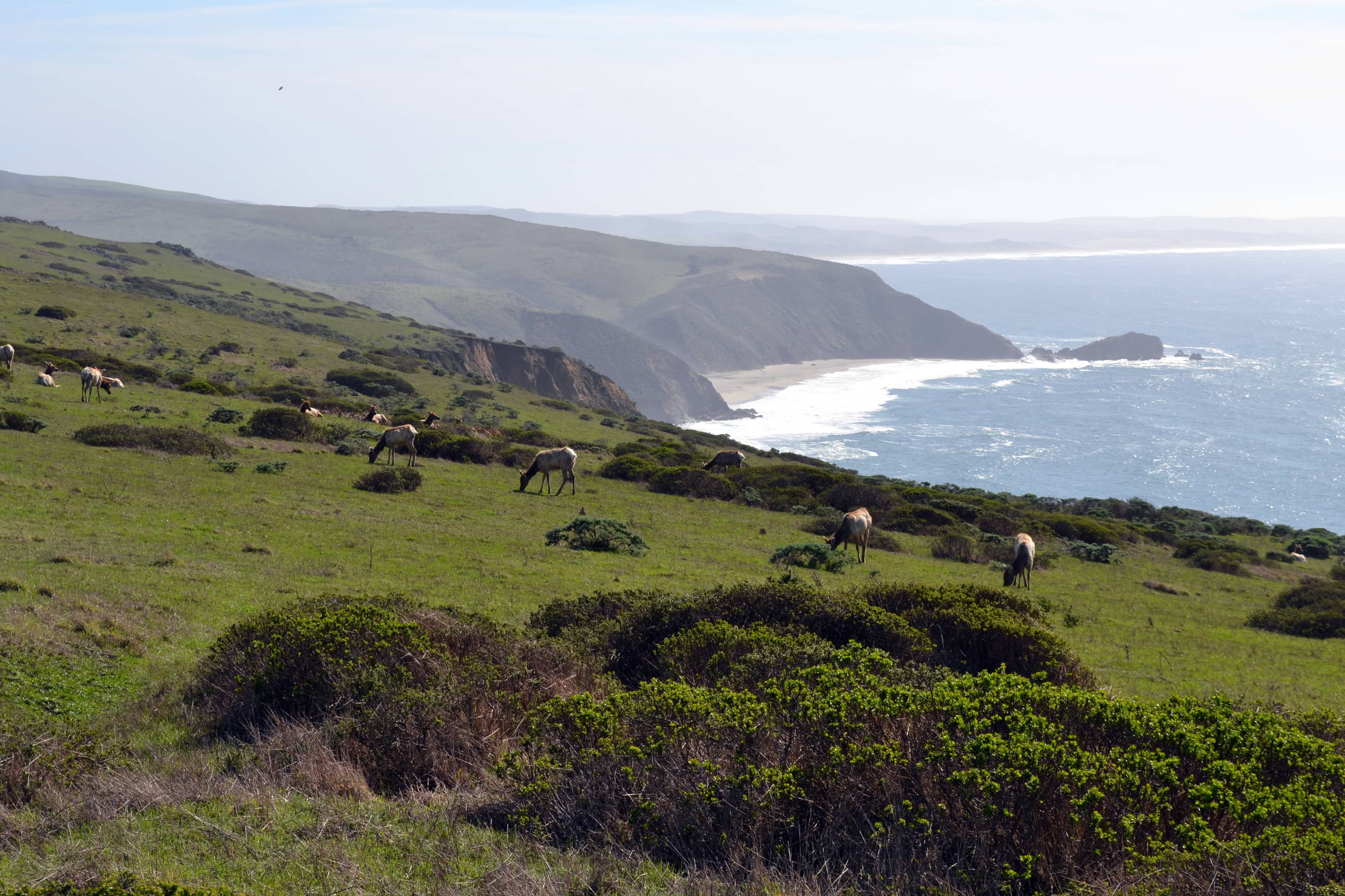 Tomales Point Trail