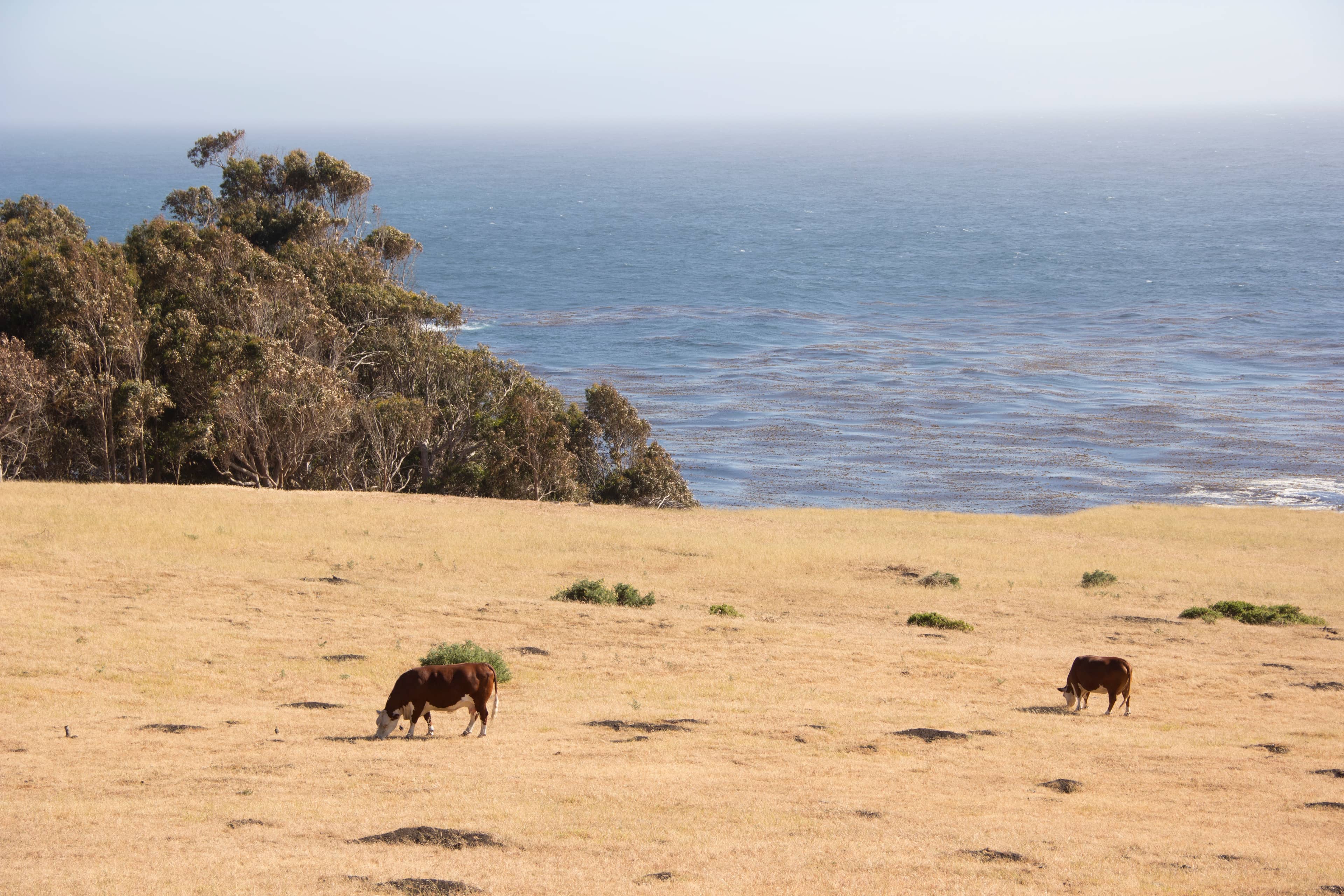 Grazing Cattle