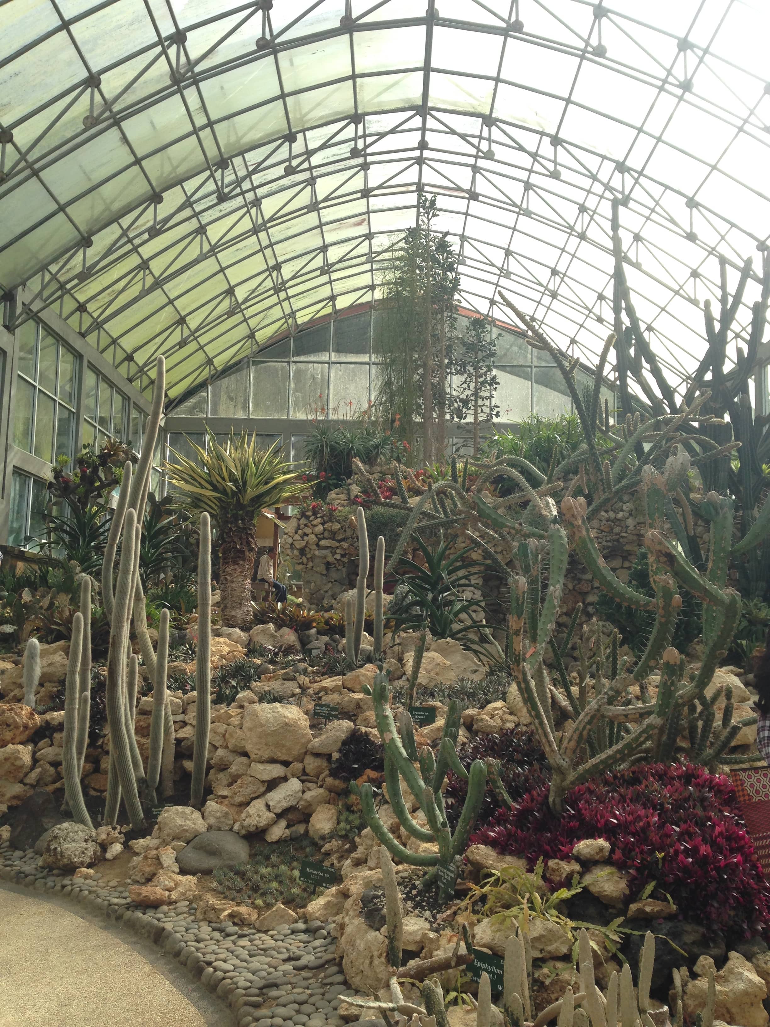 Cactus and Succulent Garden