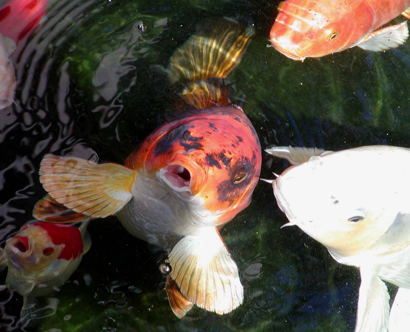 Koi Fish Pool
