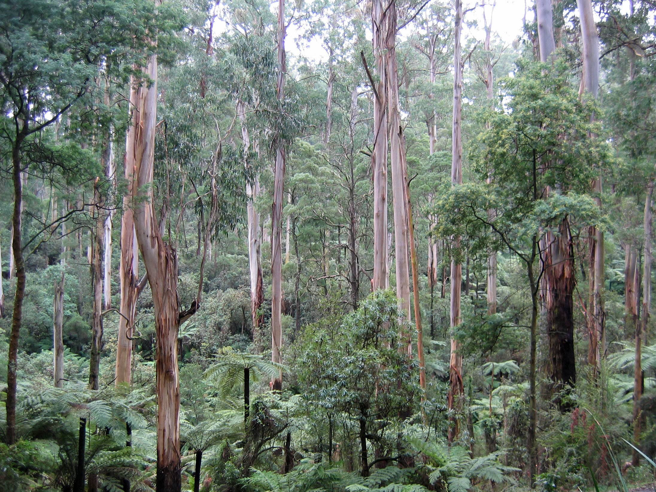 Sherbrooke Forest