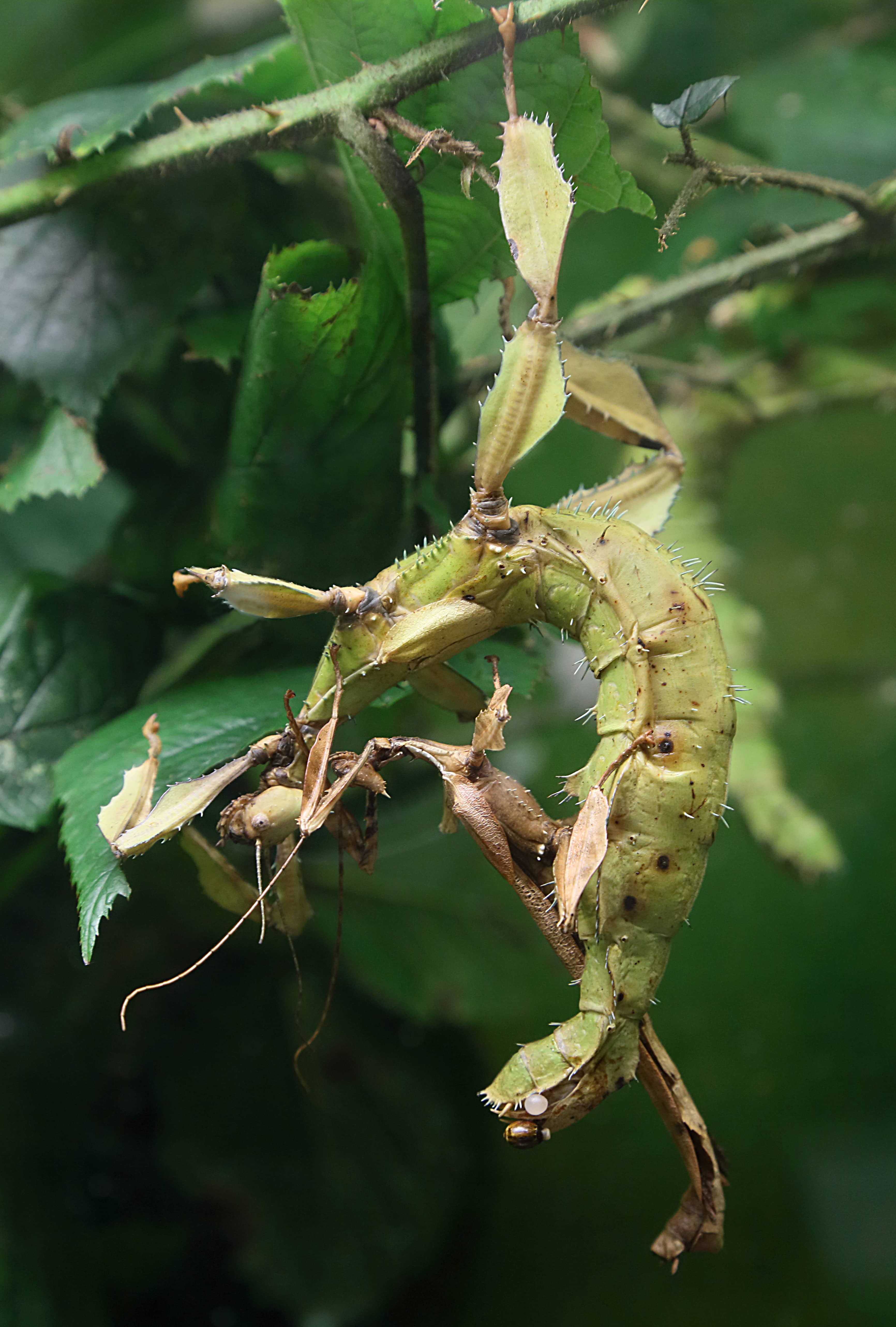 Insect Collection