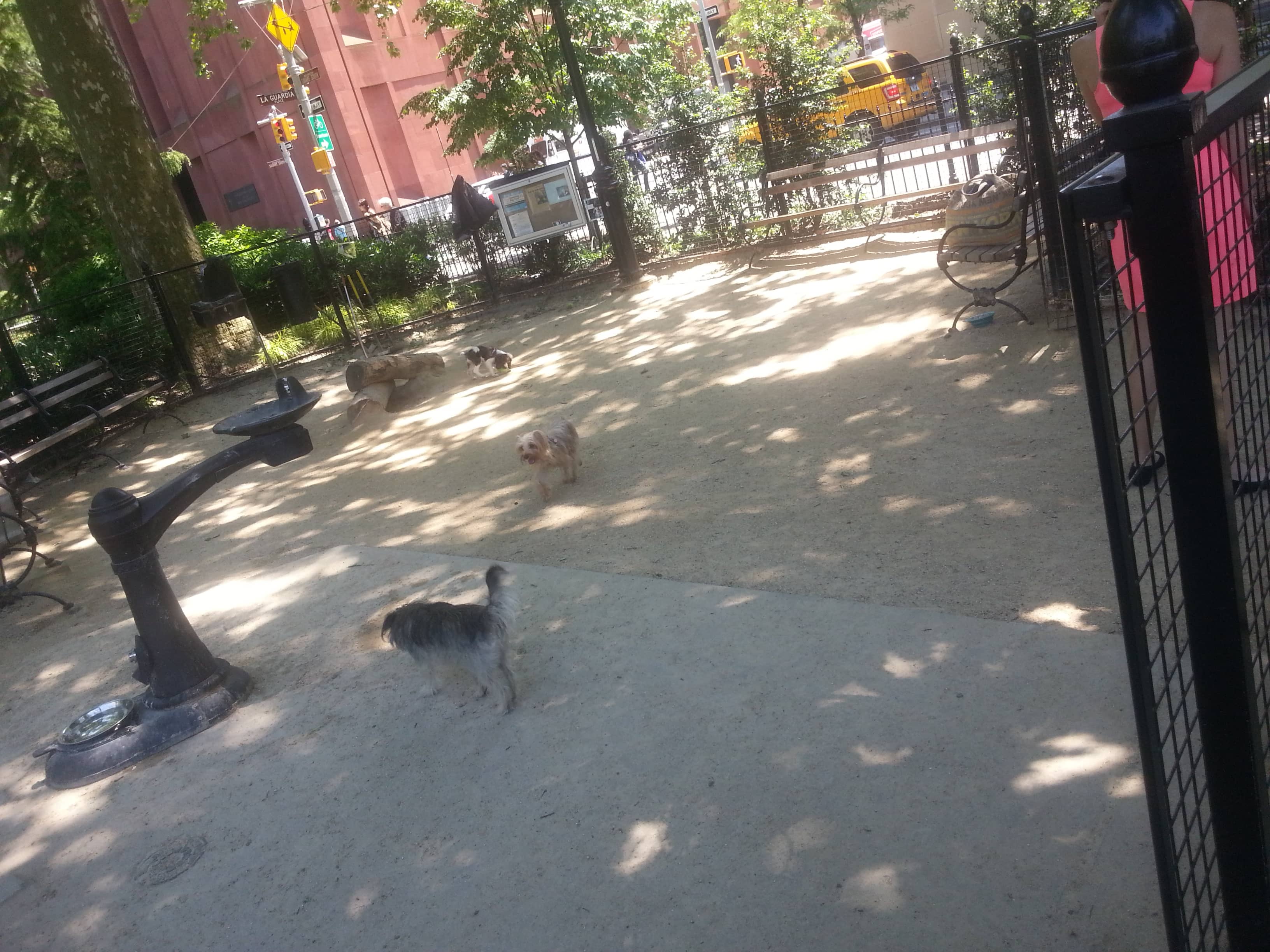 Dog-Friendly Zones