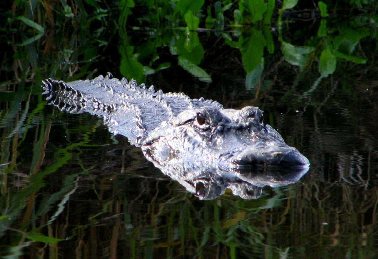 Alligator Spotting