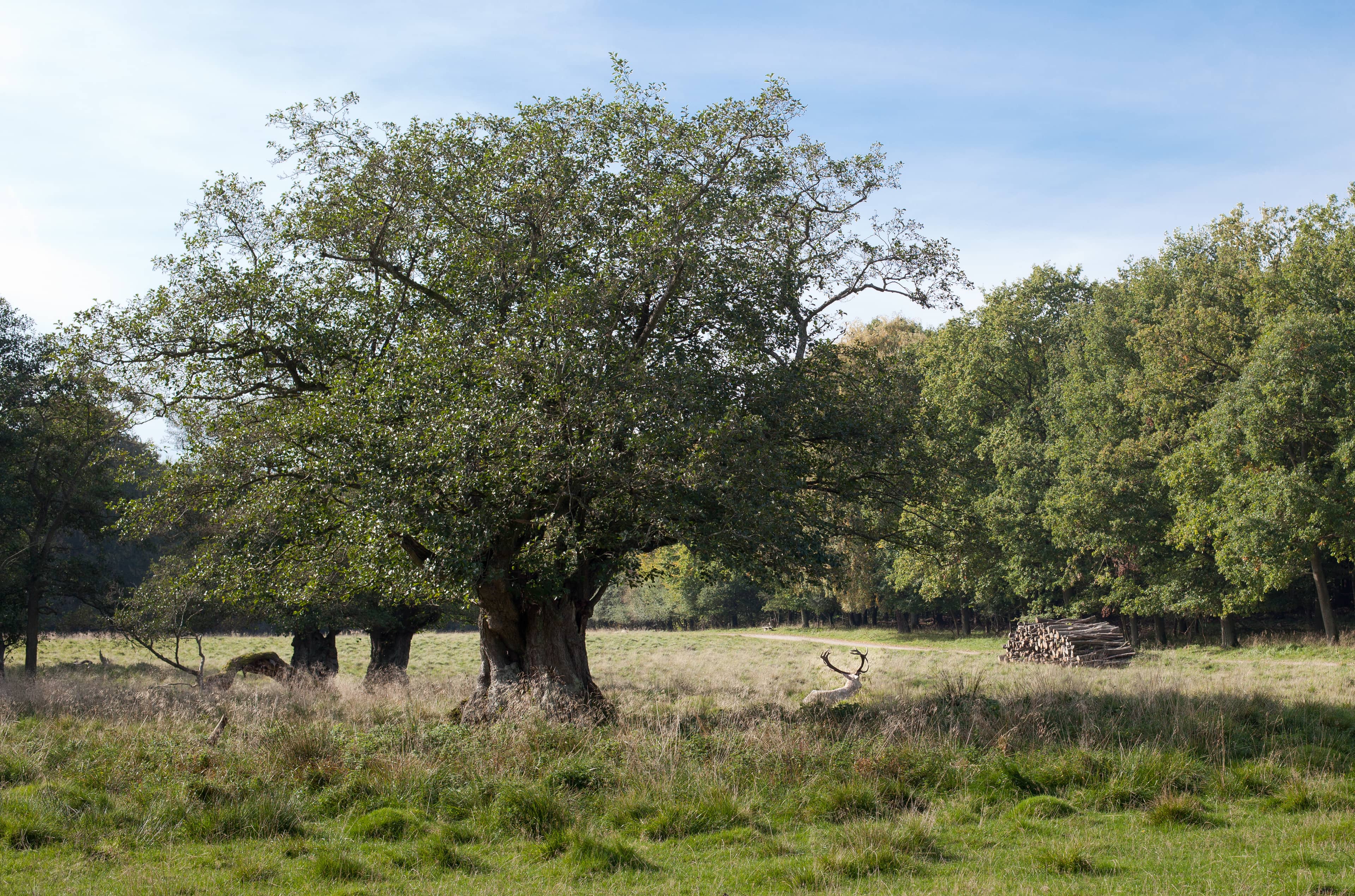 Ancient Oak Forests