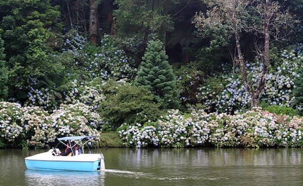 Swan Paddle Boats