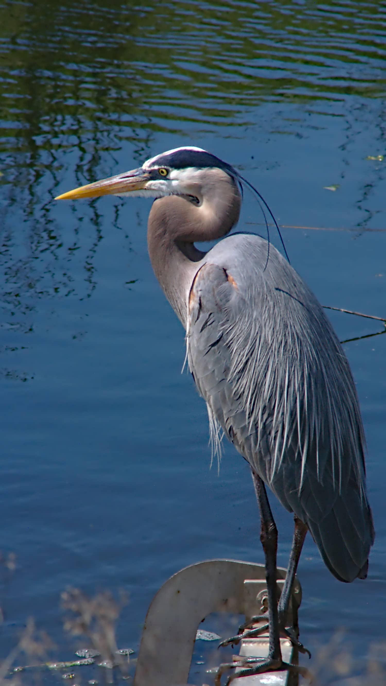 Blue Heron Trail