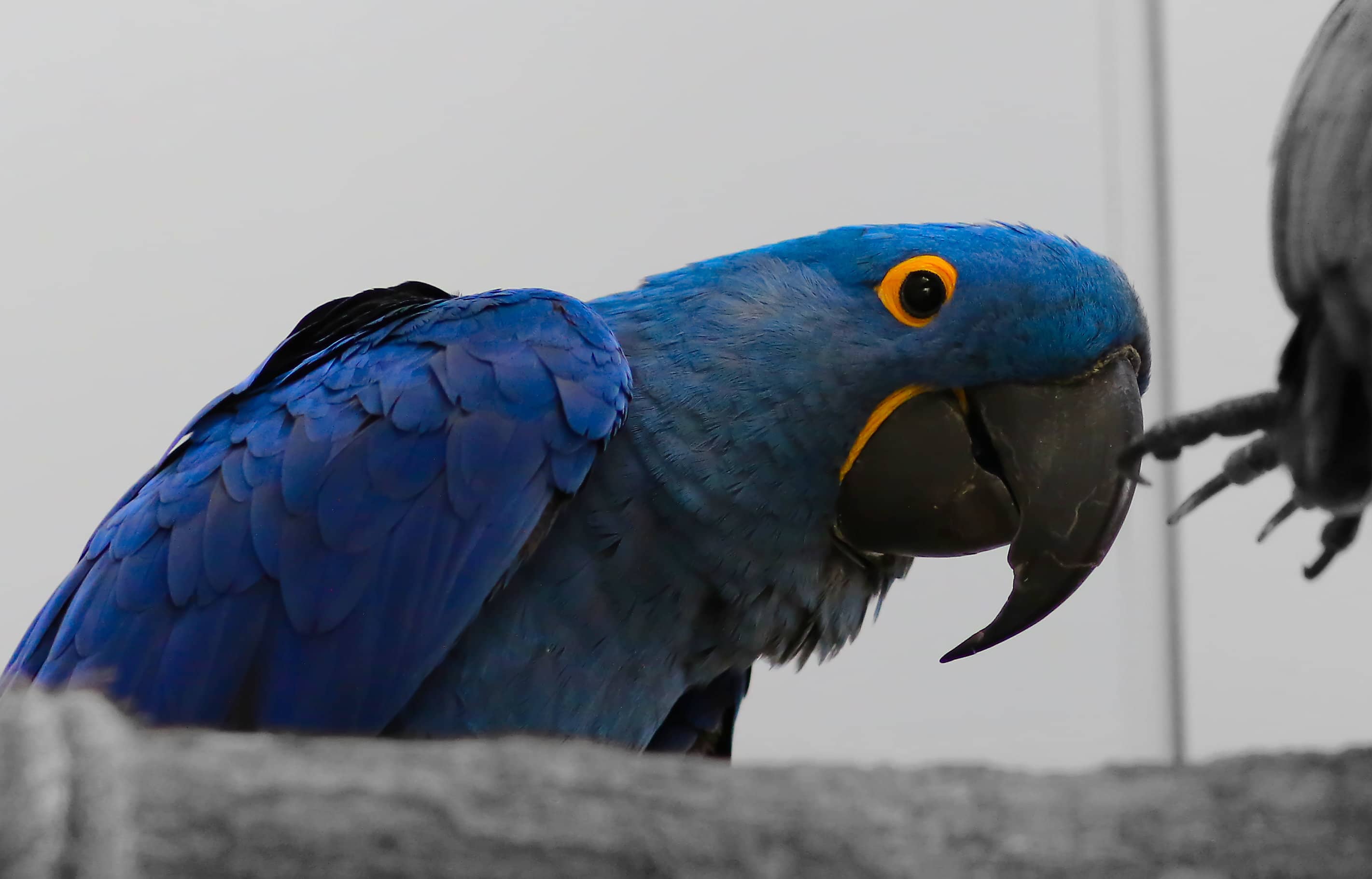 Exotic Birdlife