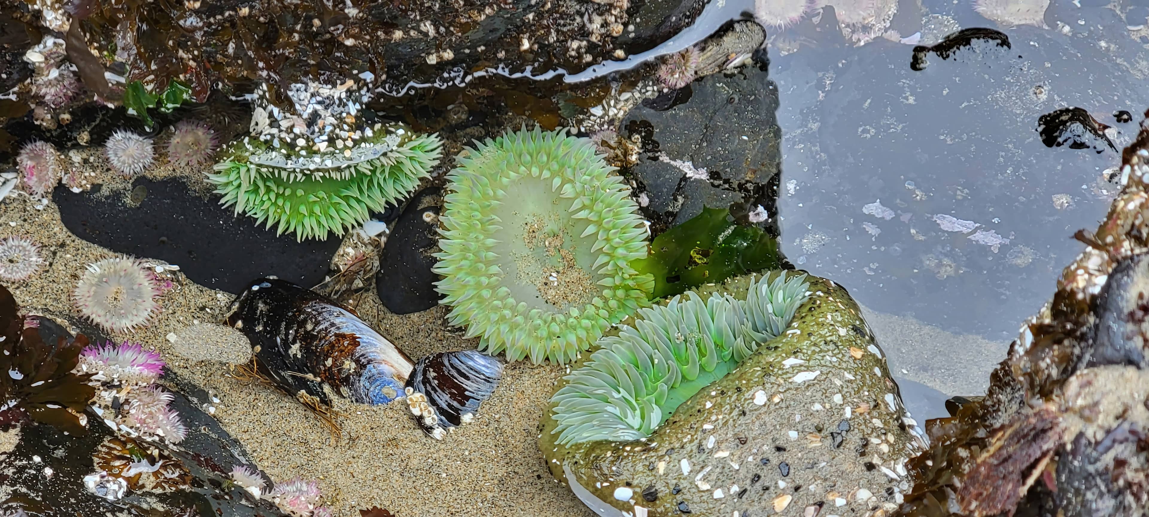 Tide Pooling at Haystack Rock