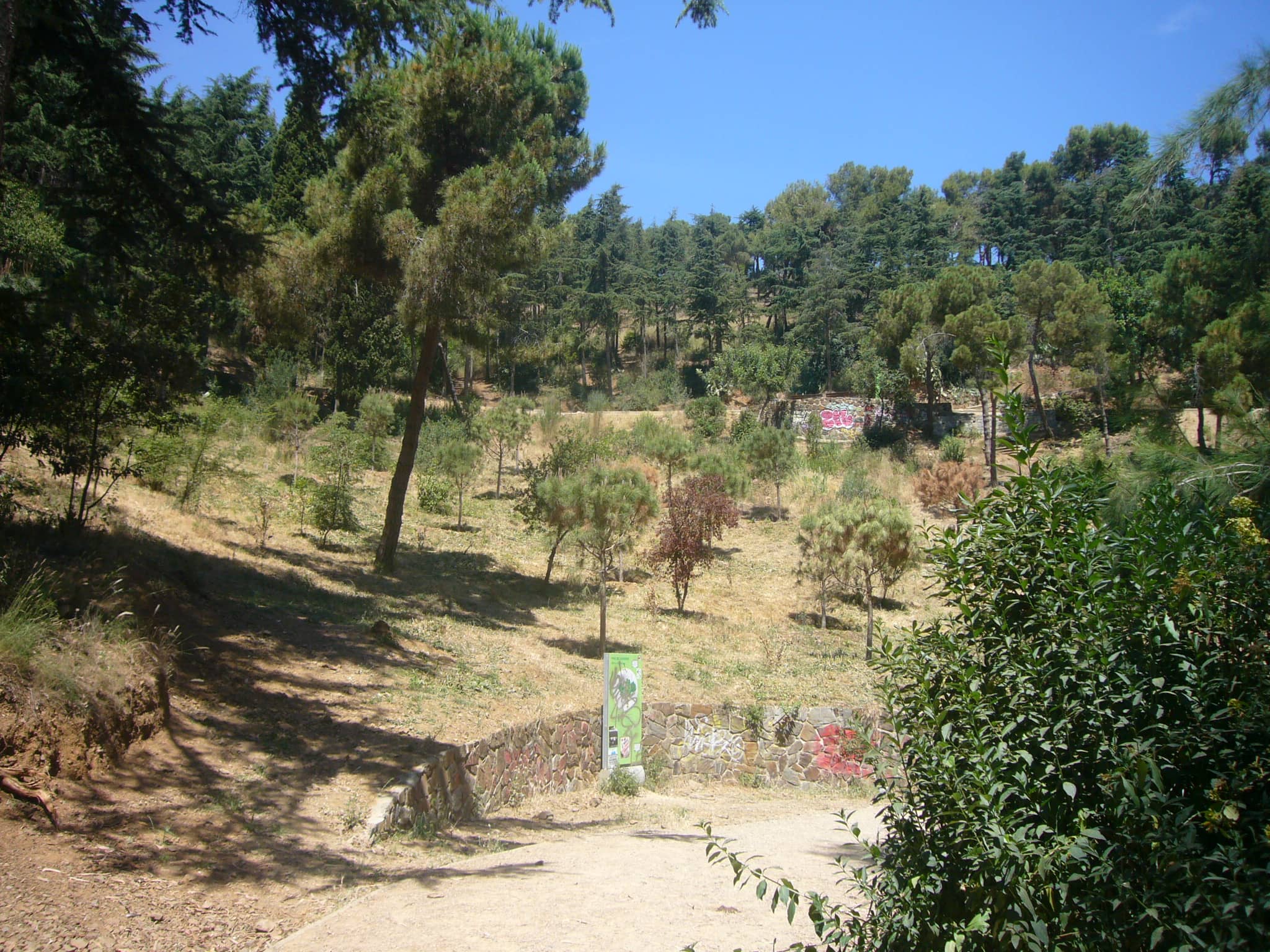 Rosewood Trees & Pine Forests
