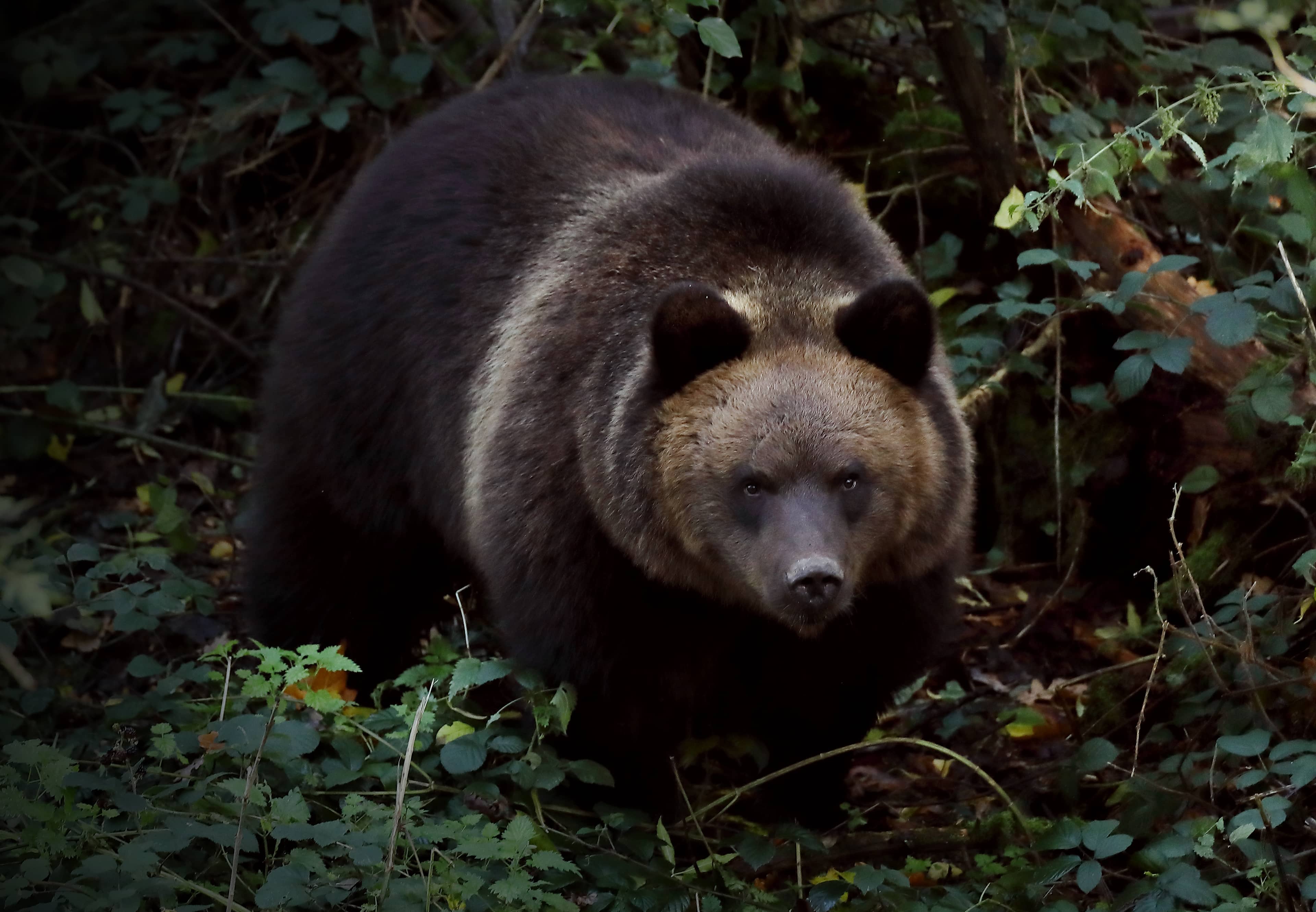 Bear Woods