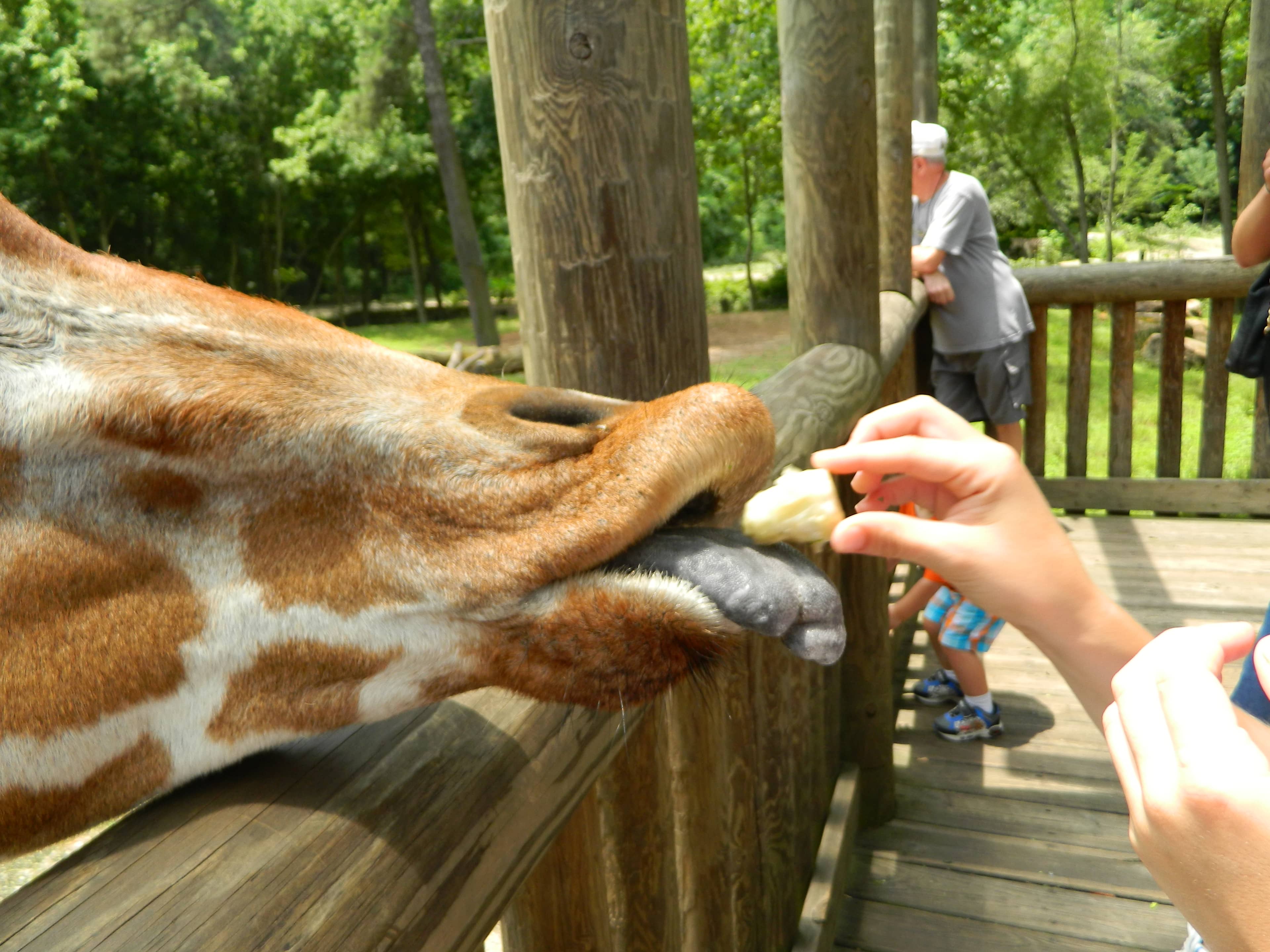 Giraffe Feeding