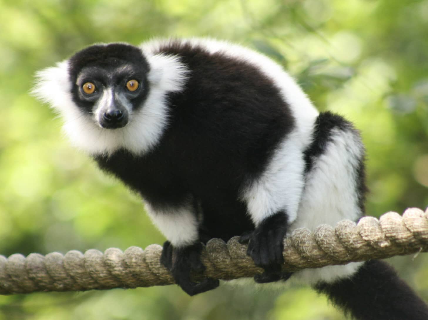 Lemur Woods