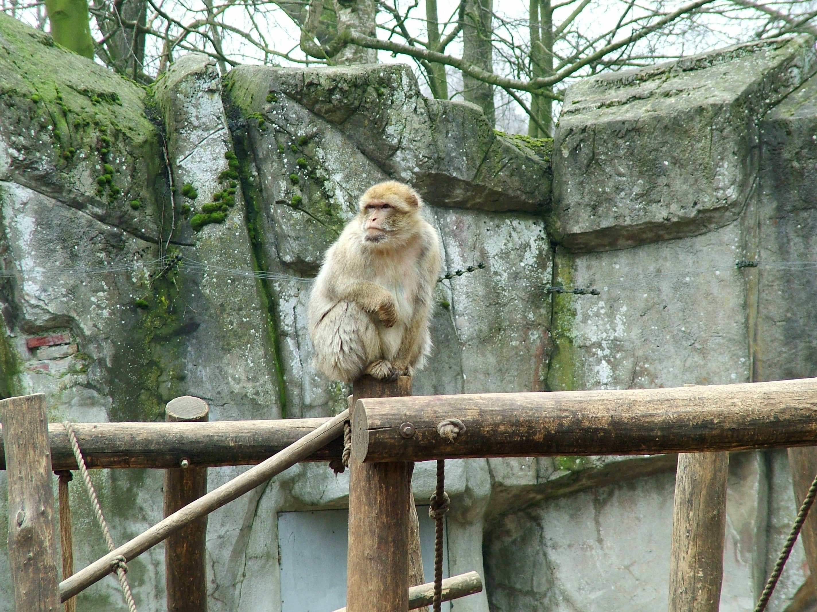 Playful Primates