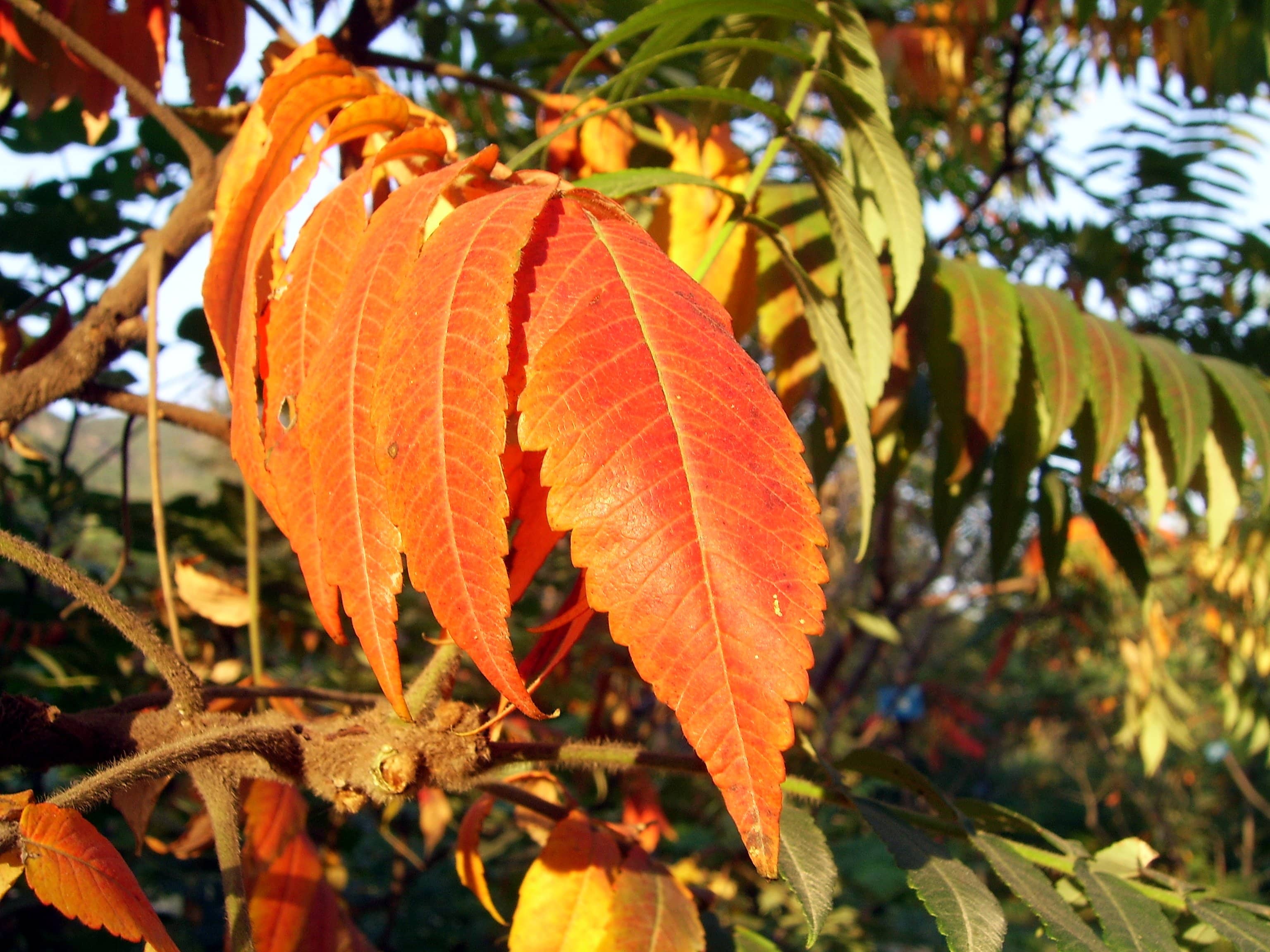 Autumn Foliage
