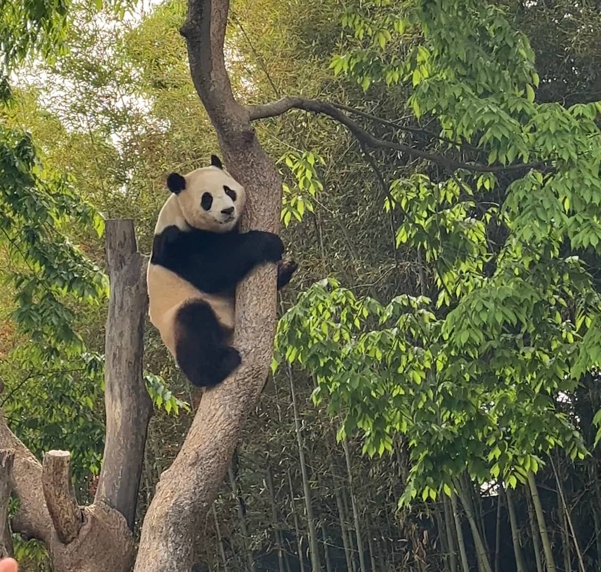Panda World