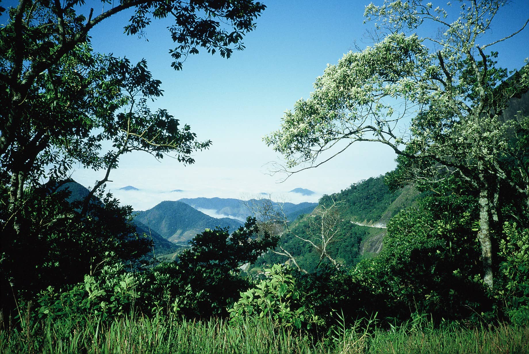 Untouched Atlantic Forest