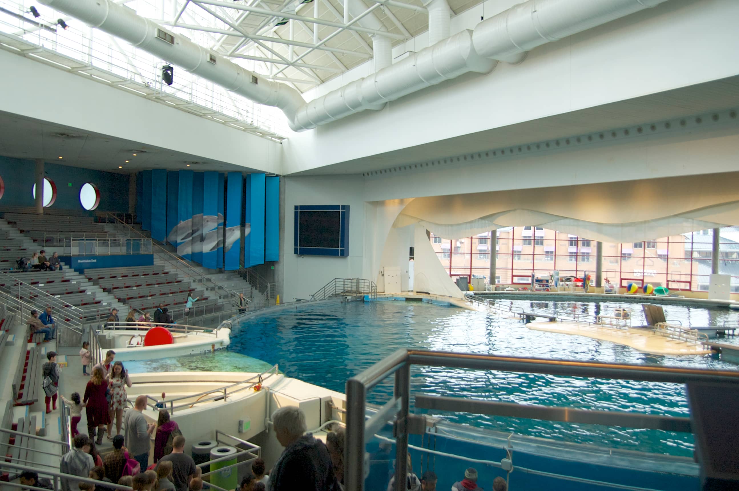Dolphin Experience